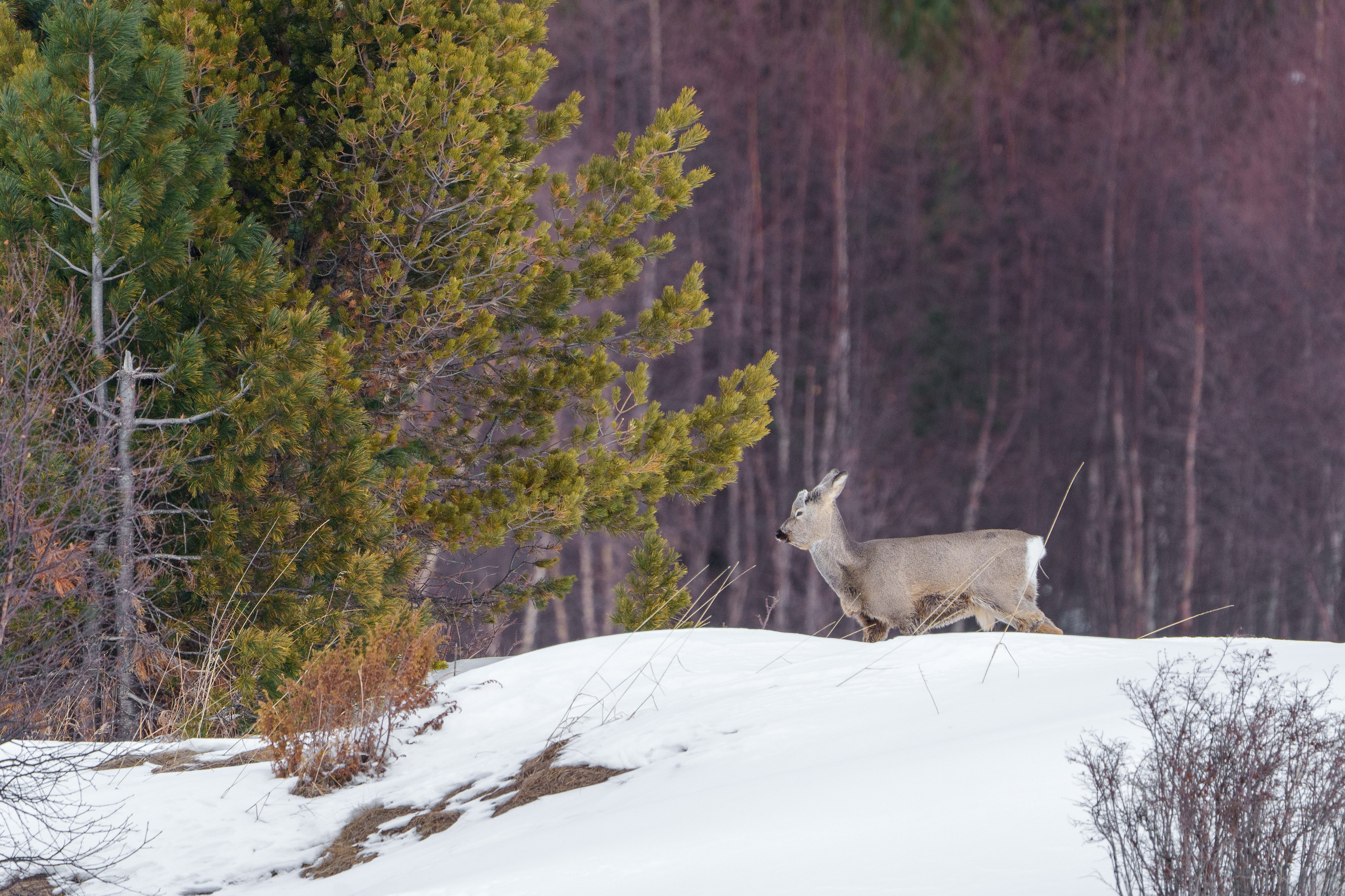 Фотограф Лубсан Чагдуров