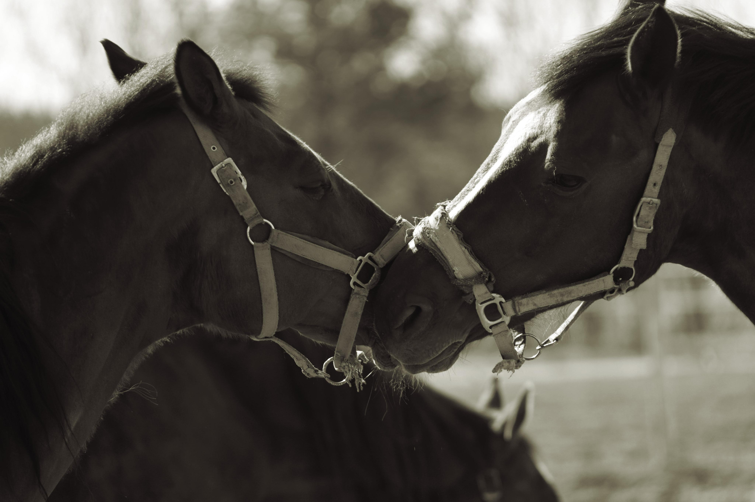 Услуги. Фотограф в Гатчине Анастасия Солодкая
