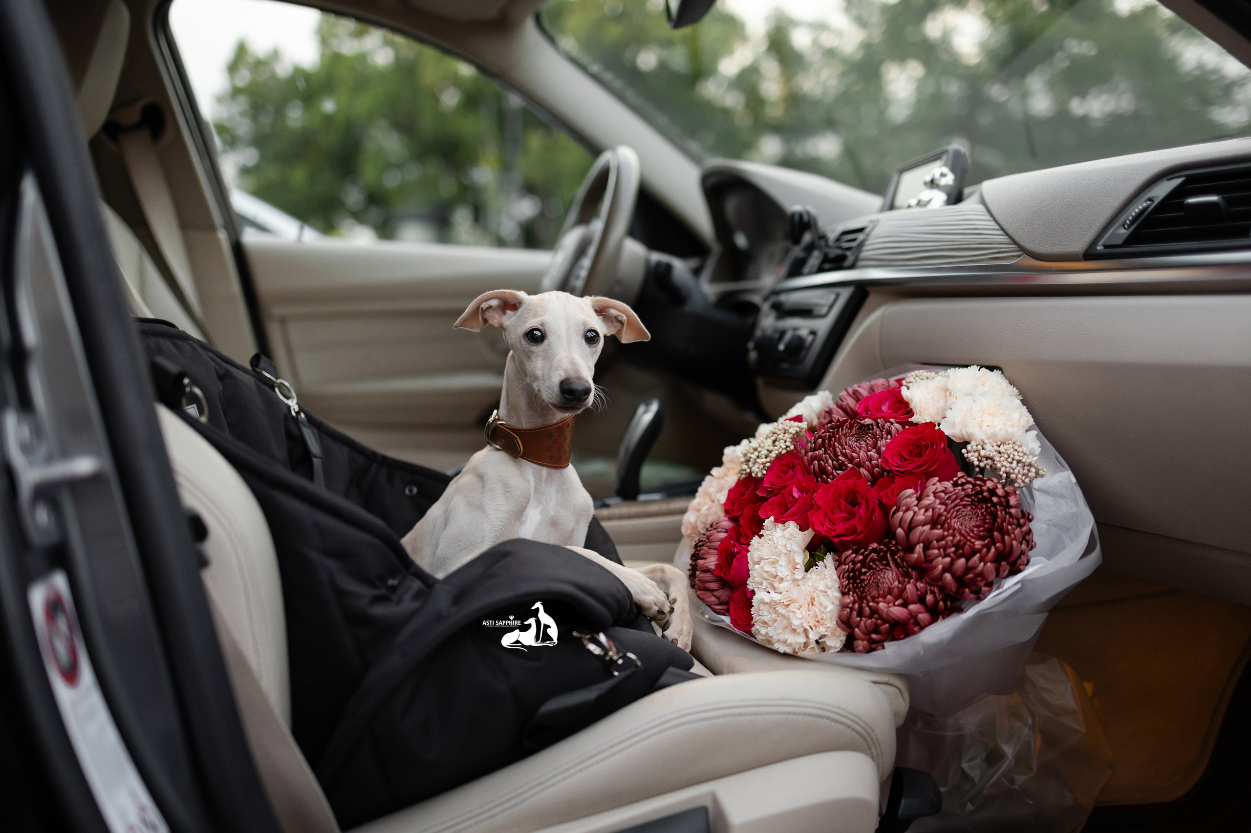 Услуги фотографа. Фотограф-анималист в Краснодаре Маша Мельникова