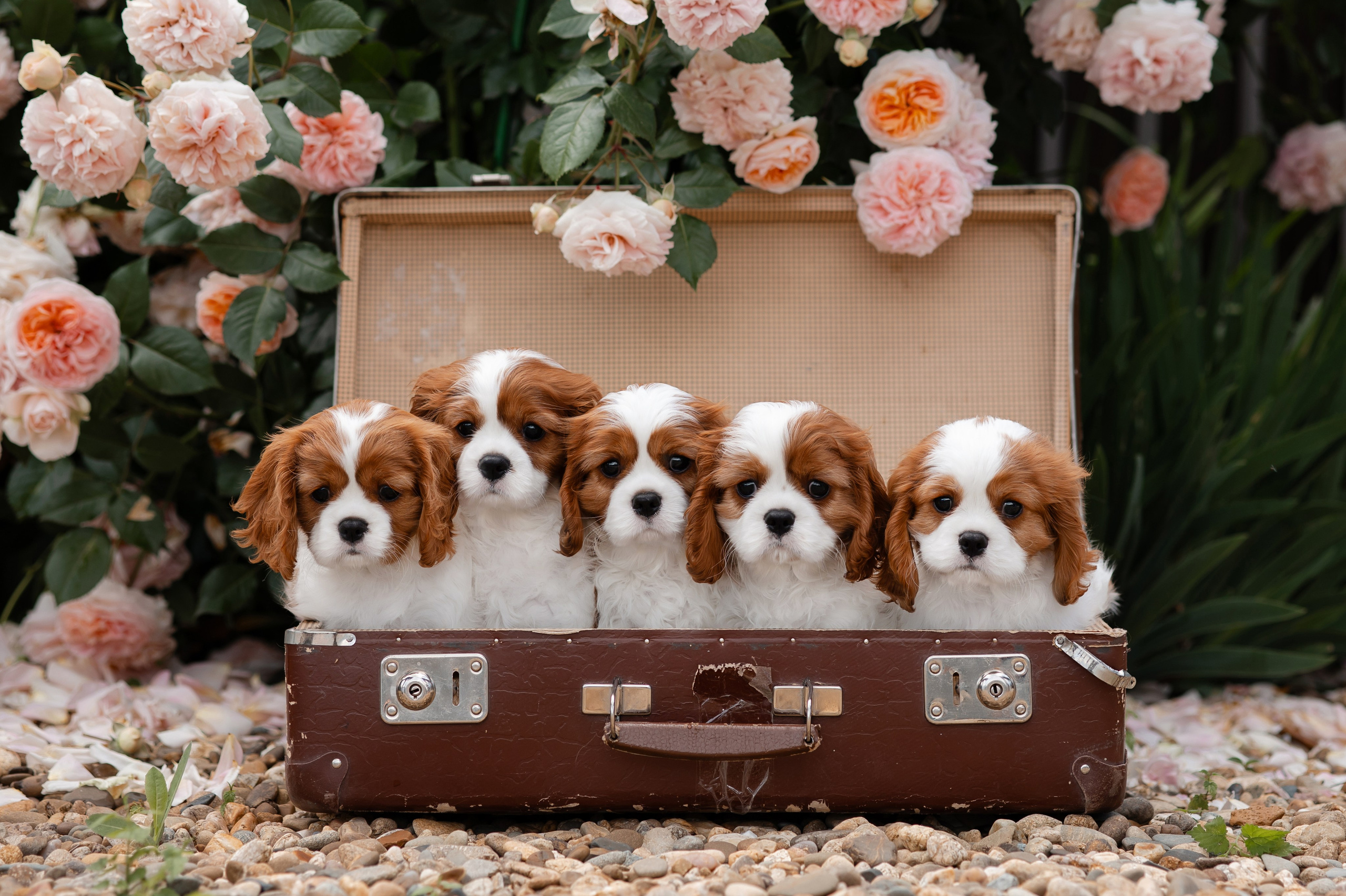 Услуги фотографа. Фотограф-анималист в Краснодаре Маша Мельникова