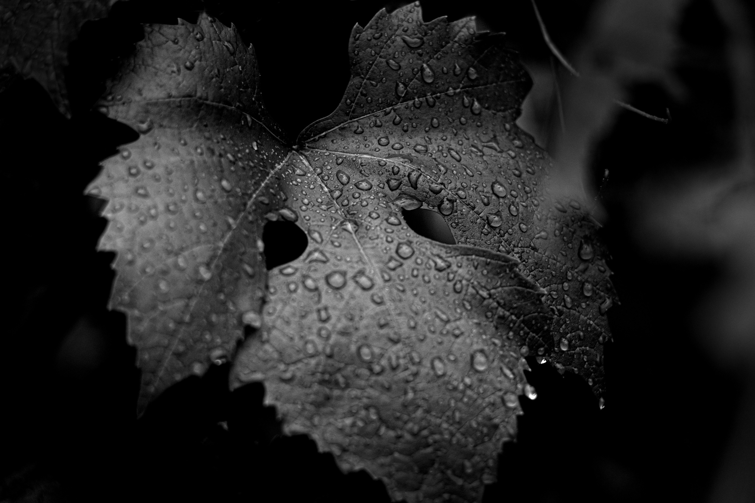 Art Series – Creative Fine Art Photography Collections