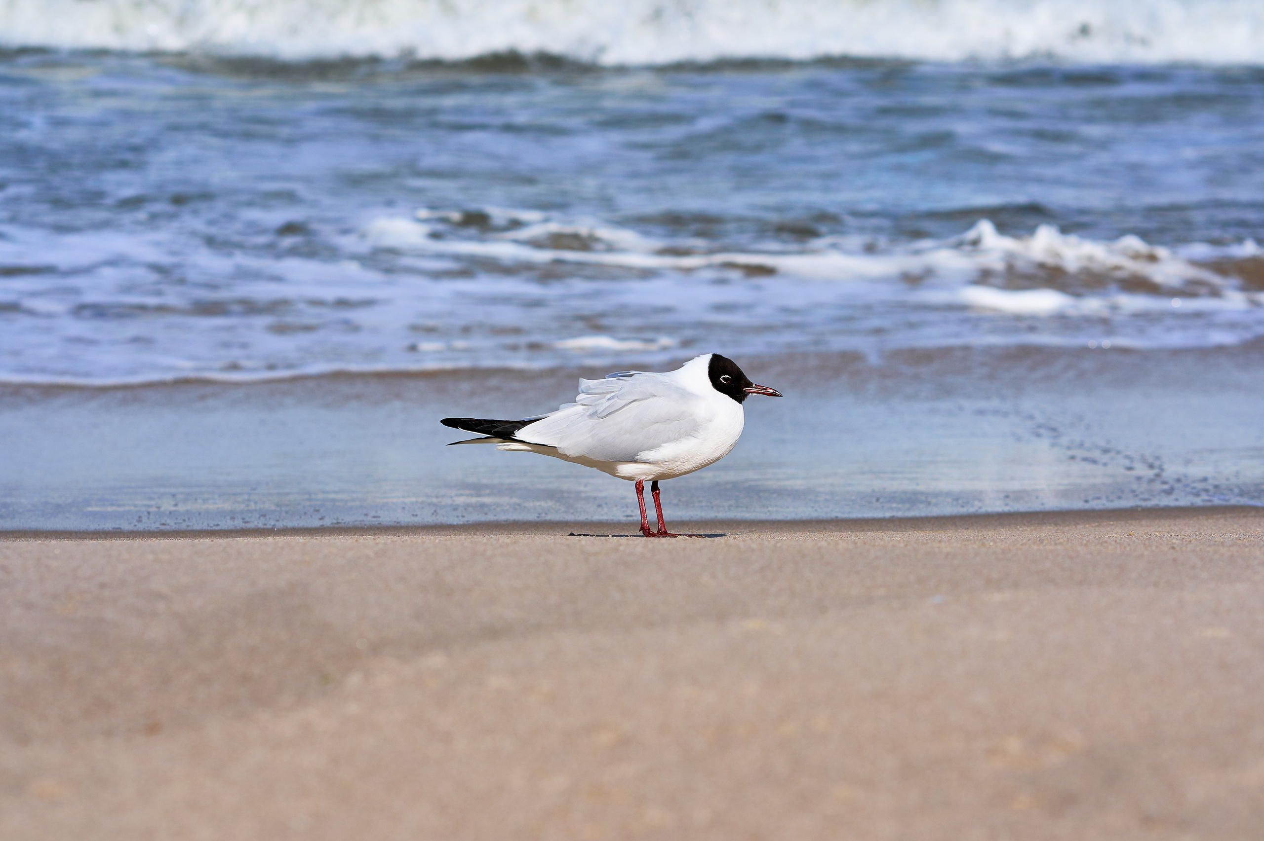 Зеленоградск. Фотограф в Москве Анастасия Баева