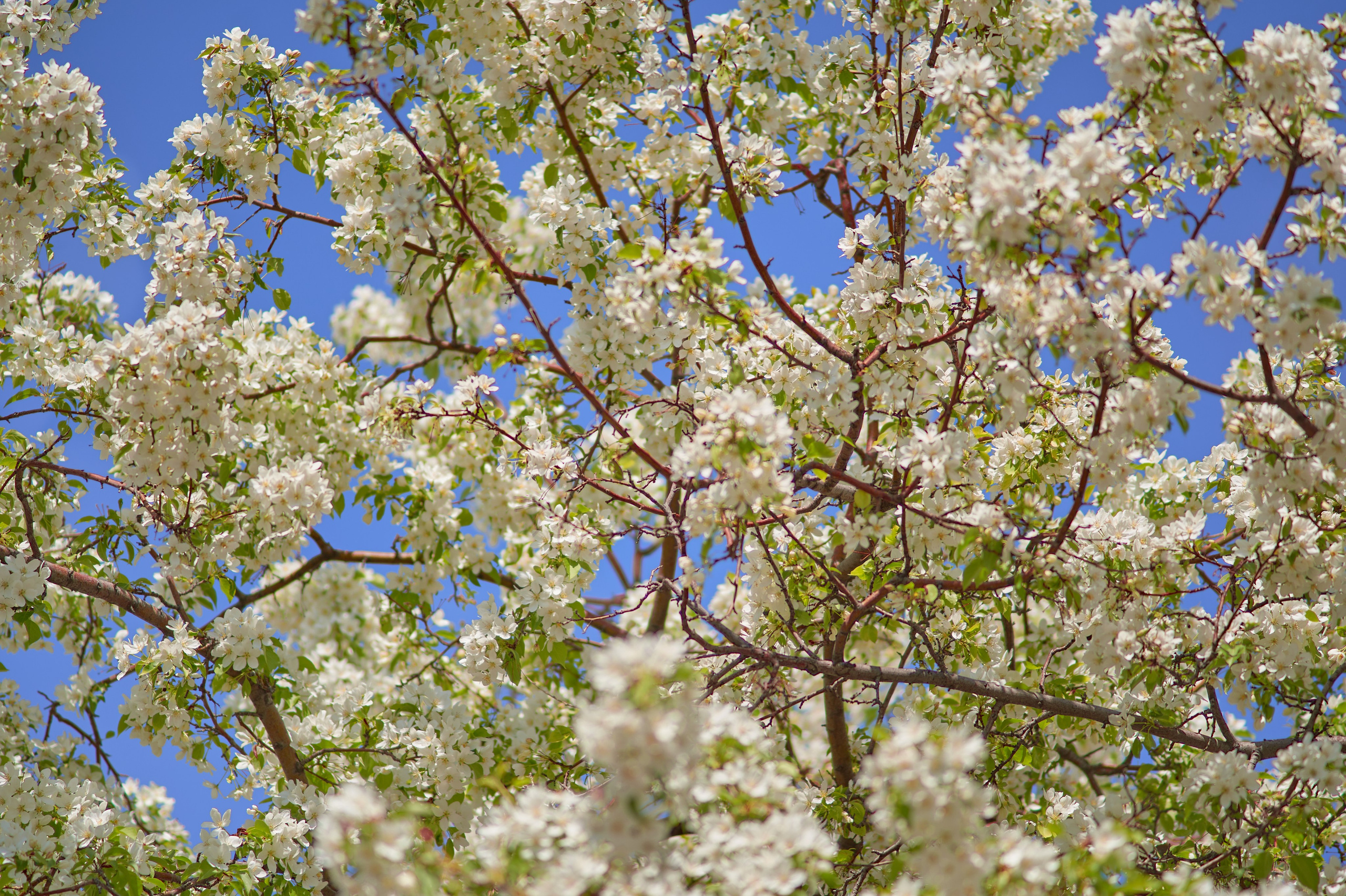 Цветение яблонь. Фотограф в Москве Анастасия Баева