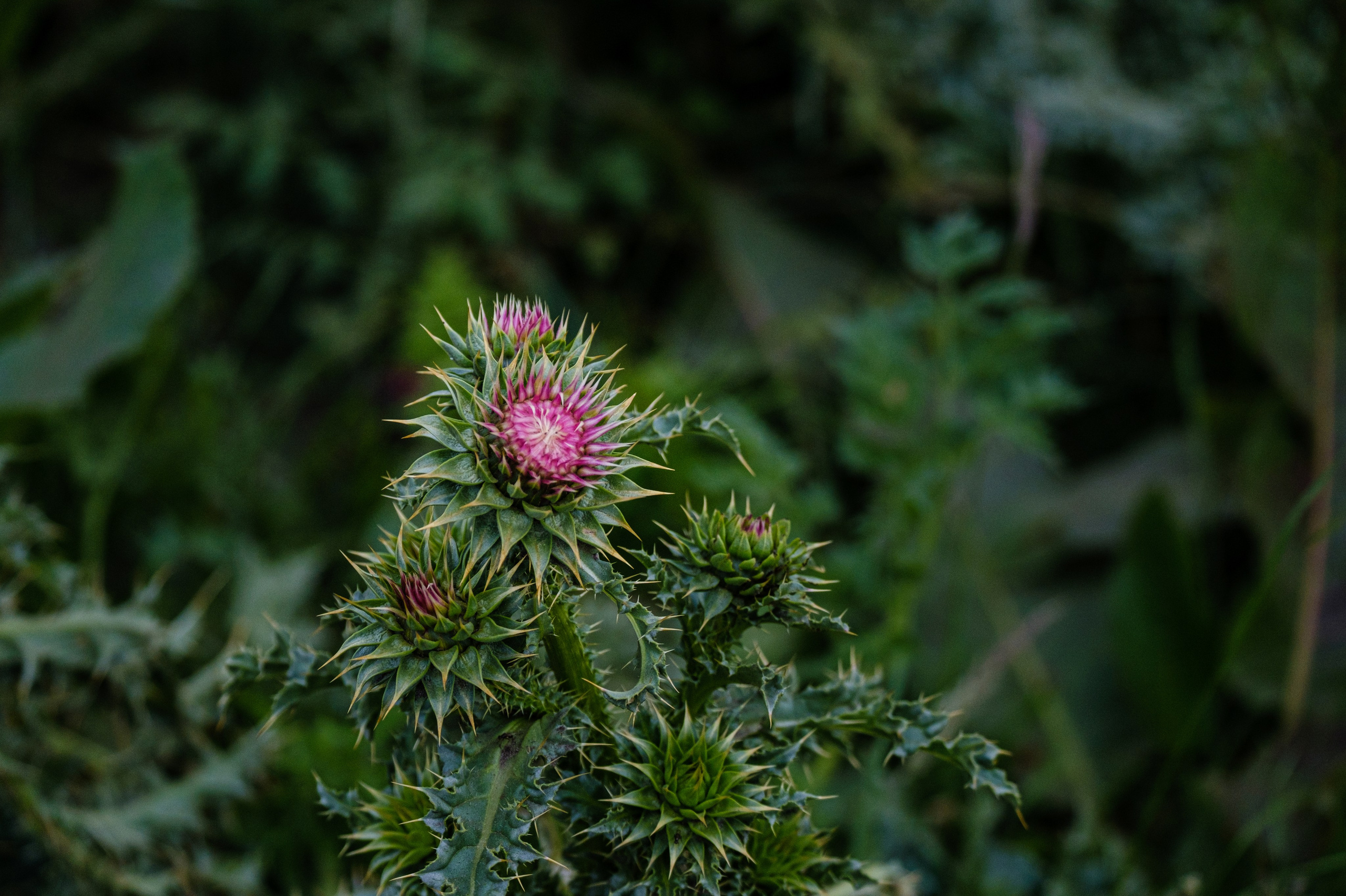 Малая родина. Сайт фотографа Дмитрия Батенёва