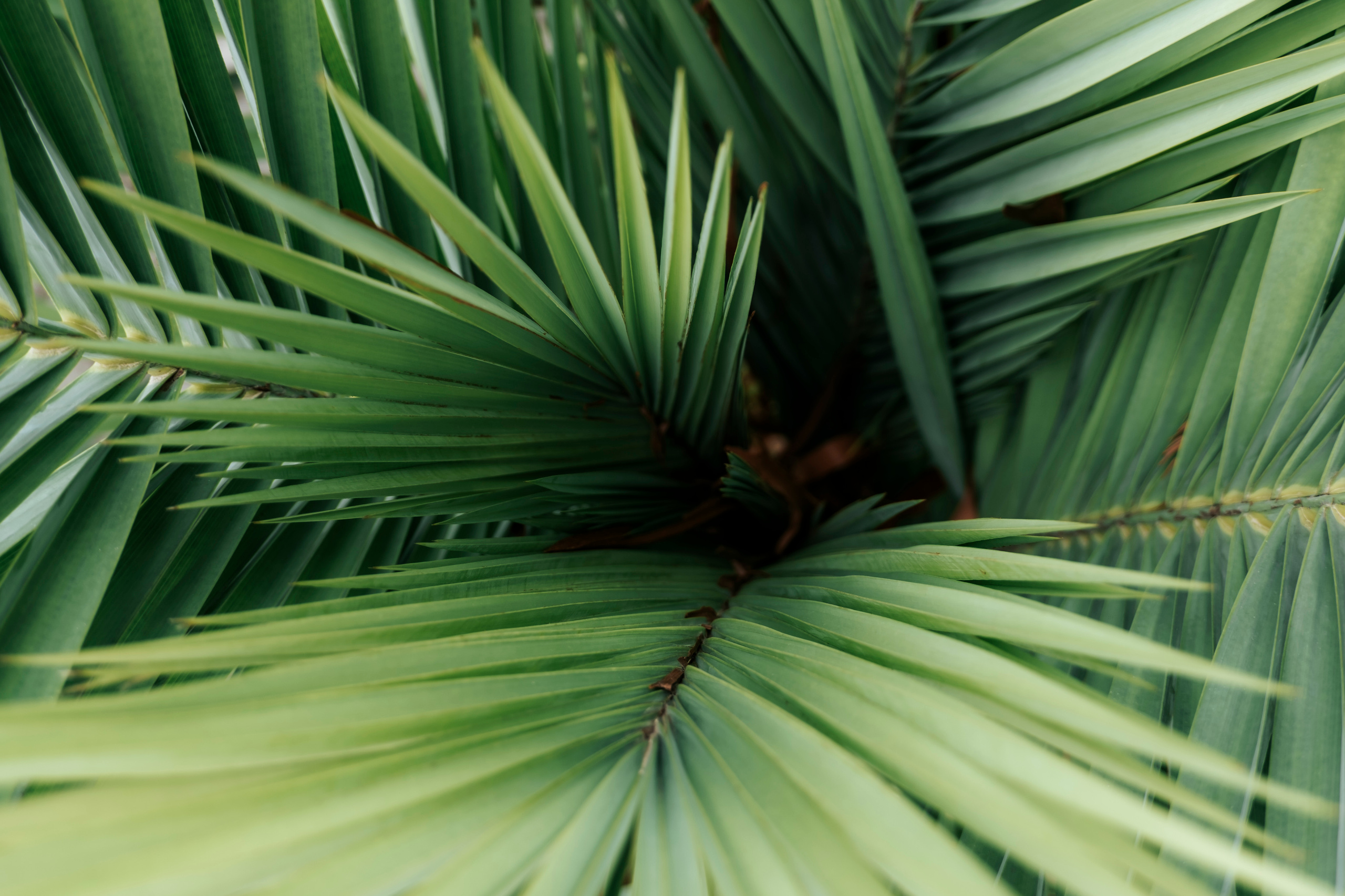 Абхазия (март 2021)