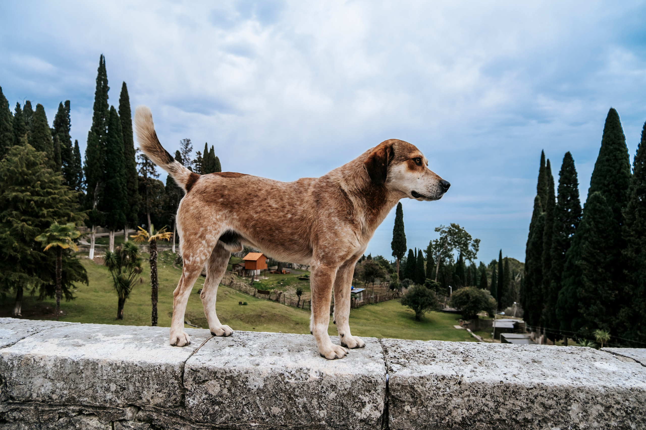 Абхазия (март 2021)