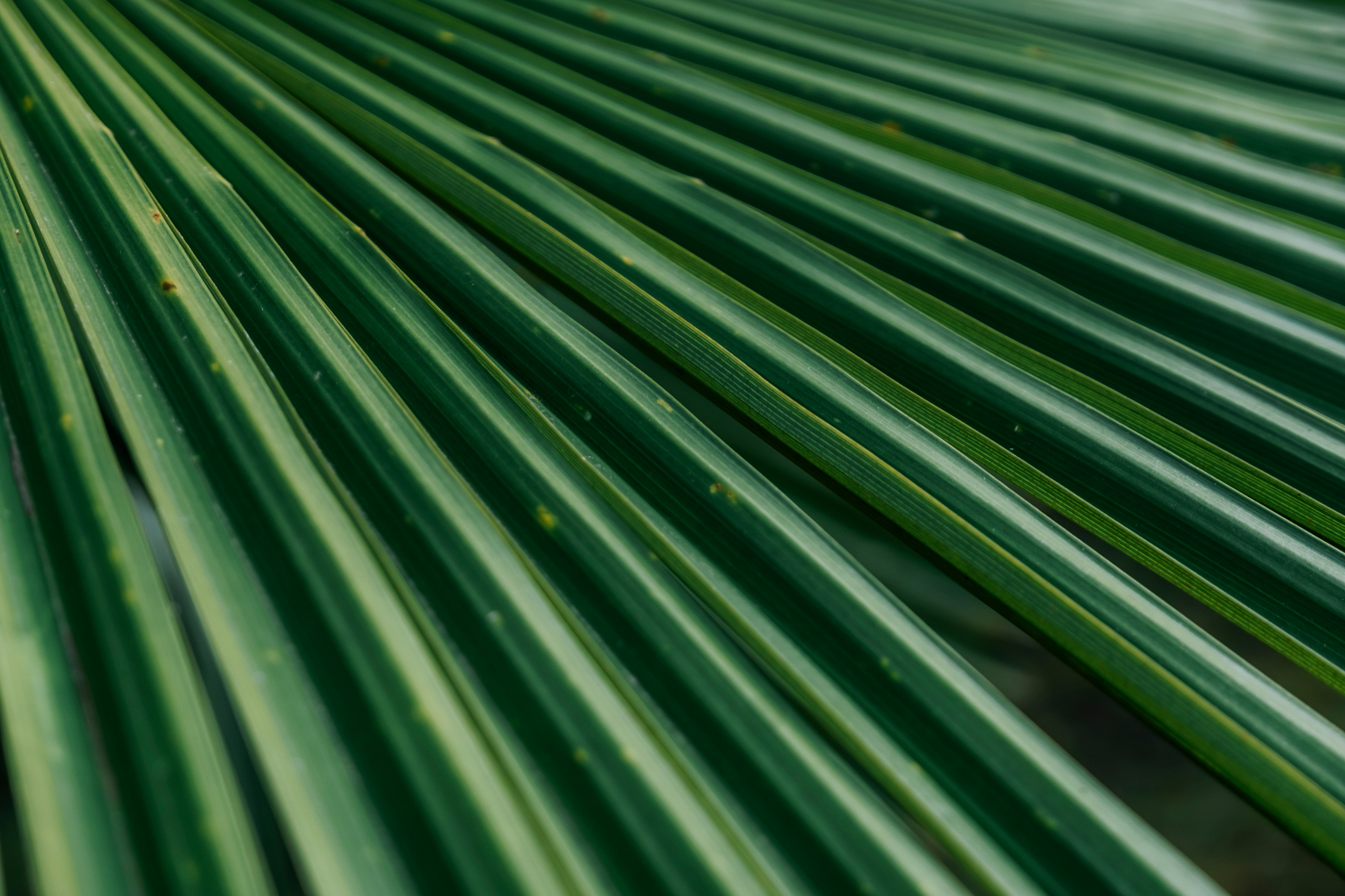 Абхазия (март 2021)