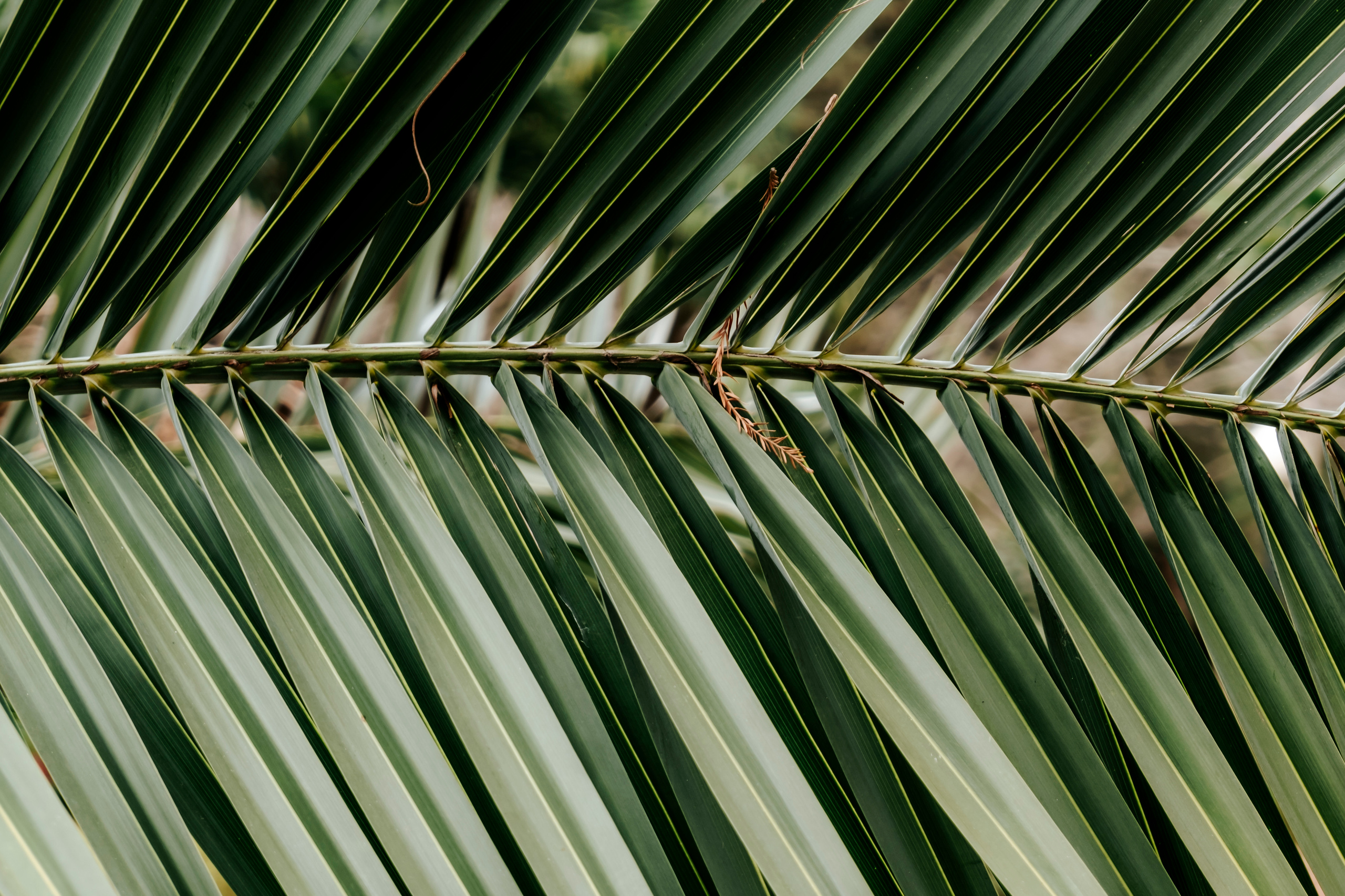 Абхазия (март 2021)