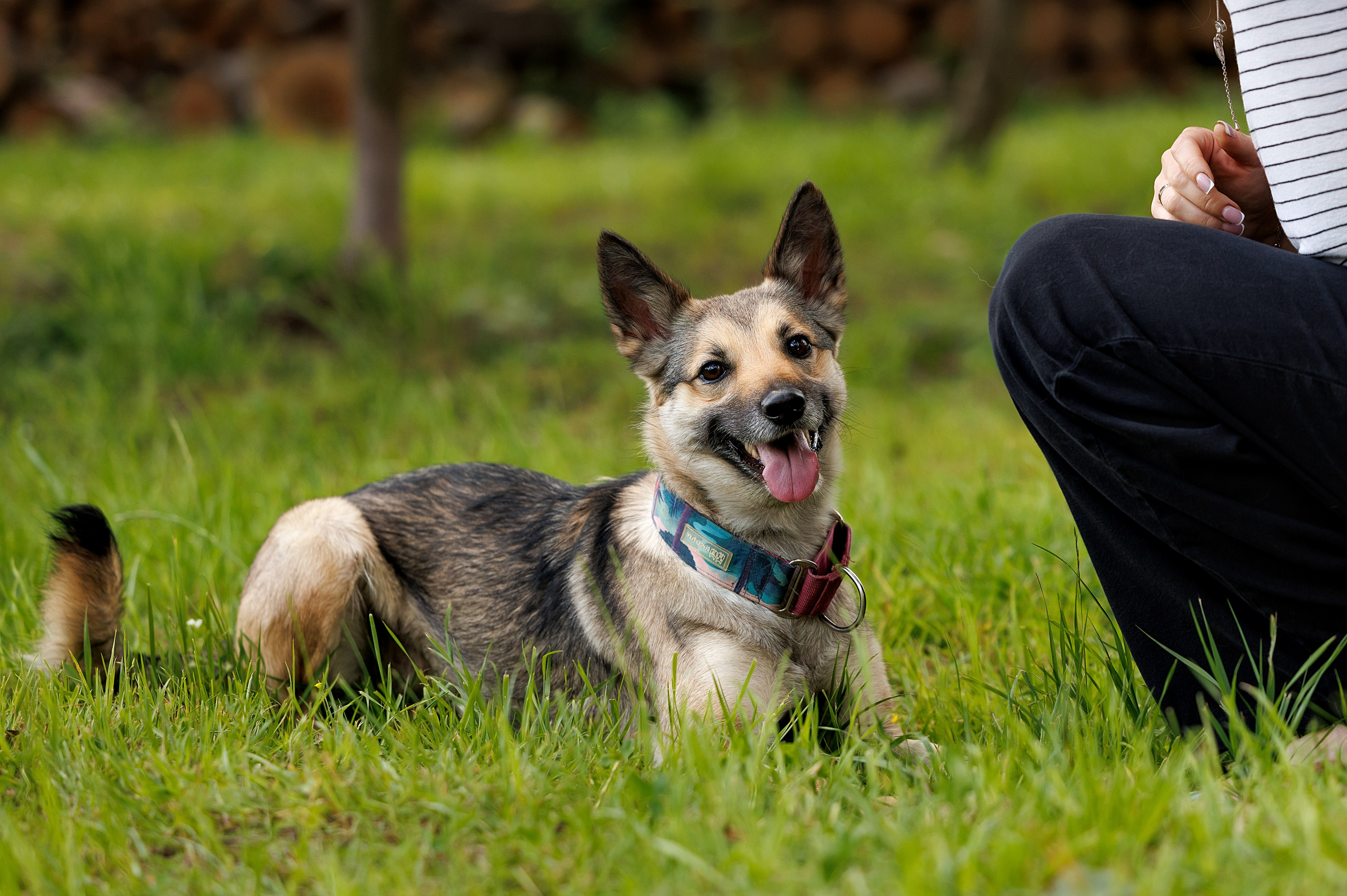 Фотограф-анималист в Москве и Подмосковье — профессиональная съёмка животных. Фотограф-анималист и бренд-фотограф в Москве | Фотография собак, людей, бизнес-портрет