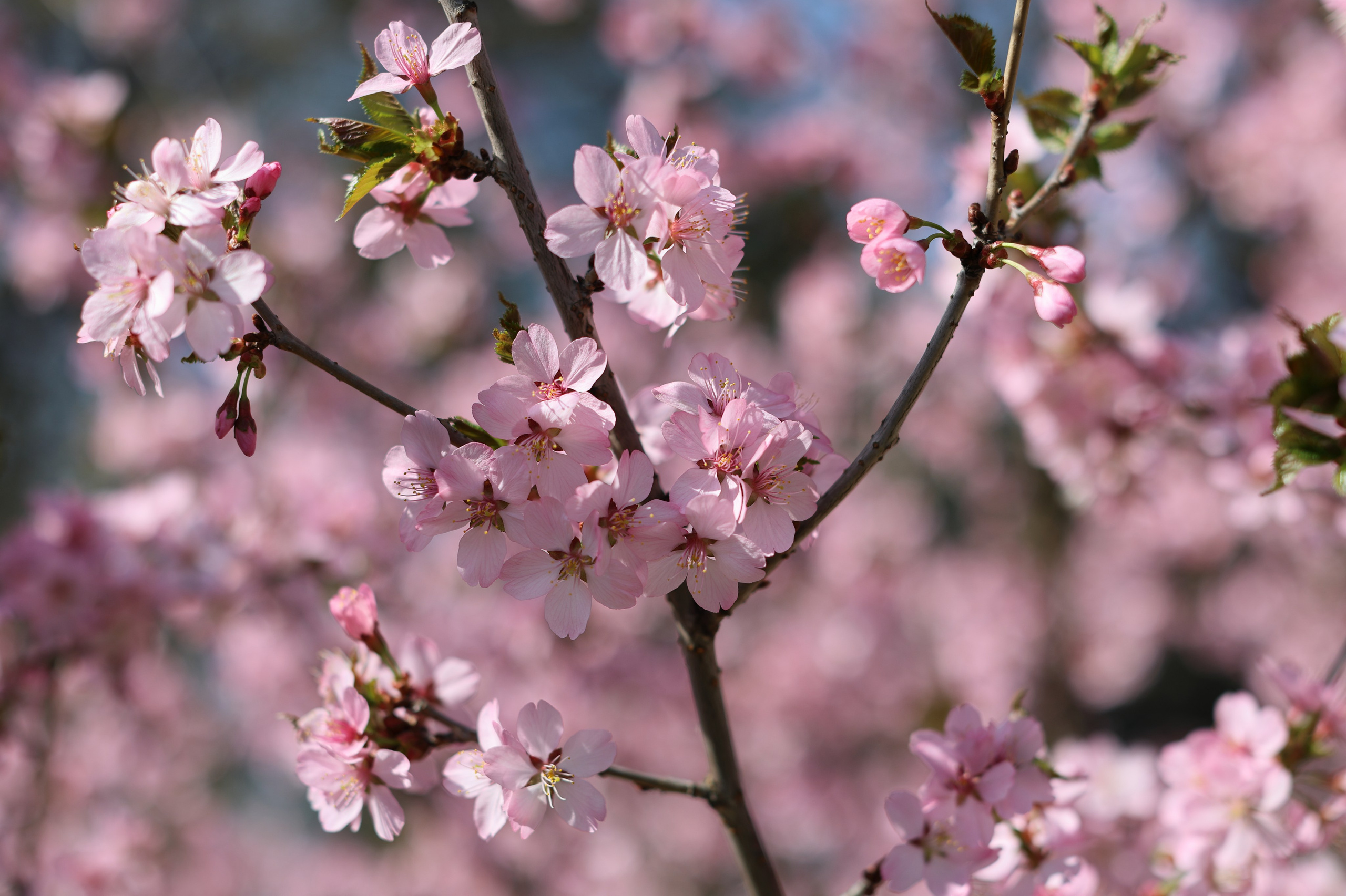 Фотопрогулка, семейная фотосессия на прогулке, детские съемки на прогулке, портретная съемка на прогулке, экспресс-фотосессия на прогулке, быстрая фотосессия на прогулке, портреты на прогулке, творческие фотографии на прогулке