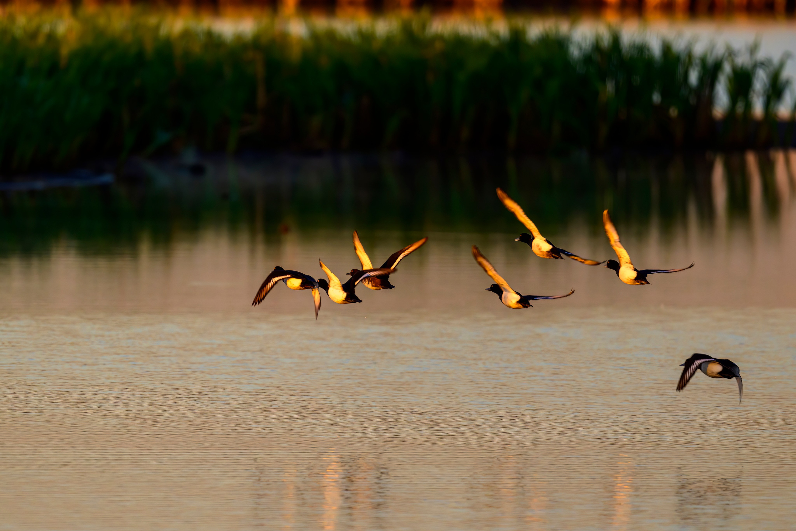 Совы на восходе. Wildlife photography by Sergey Puponin