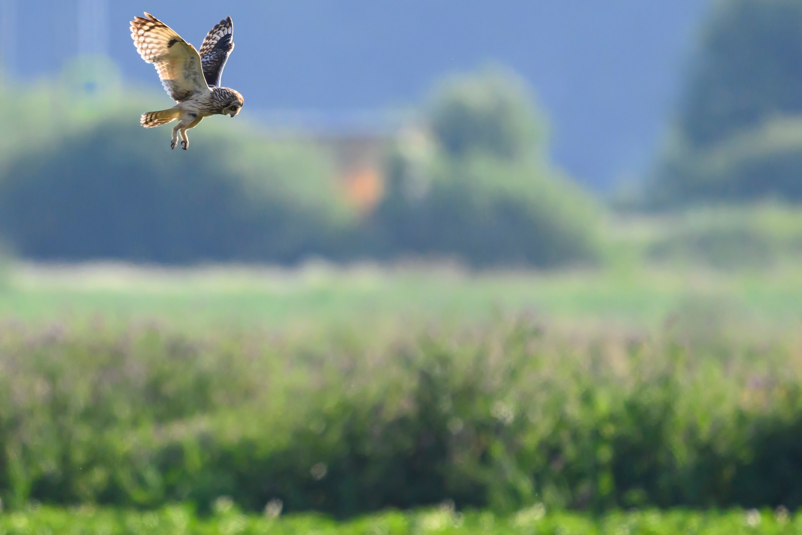 Совы и кулики. Wildlife photography by Sergey Puponin