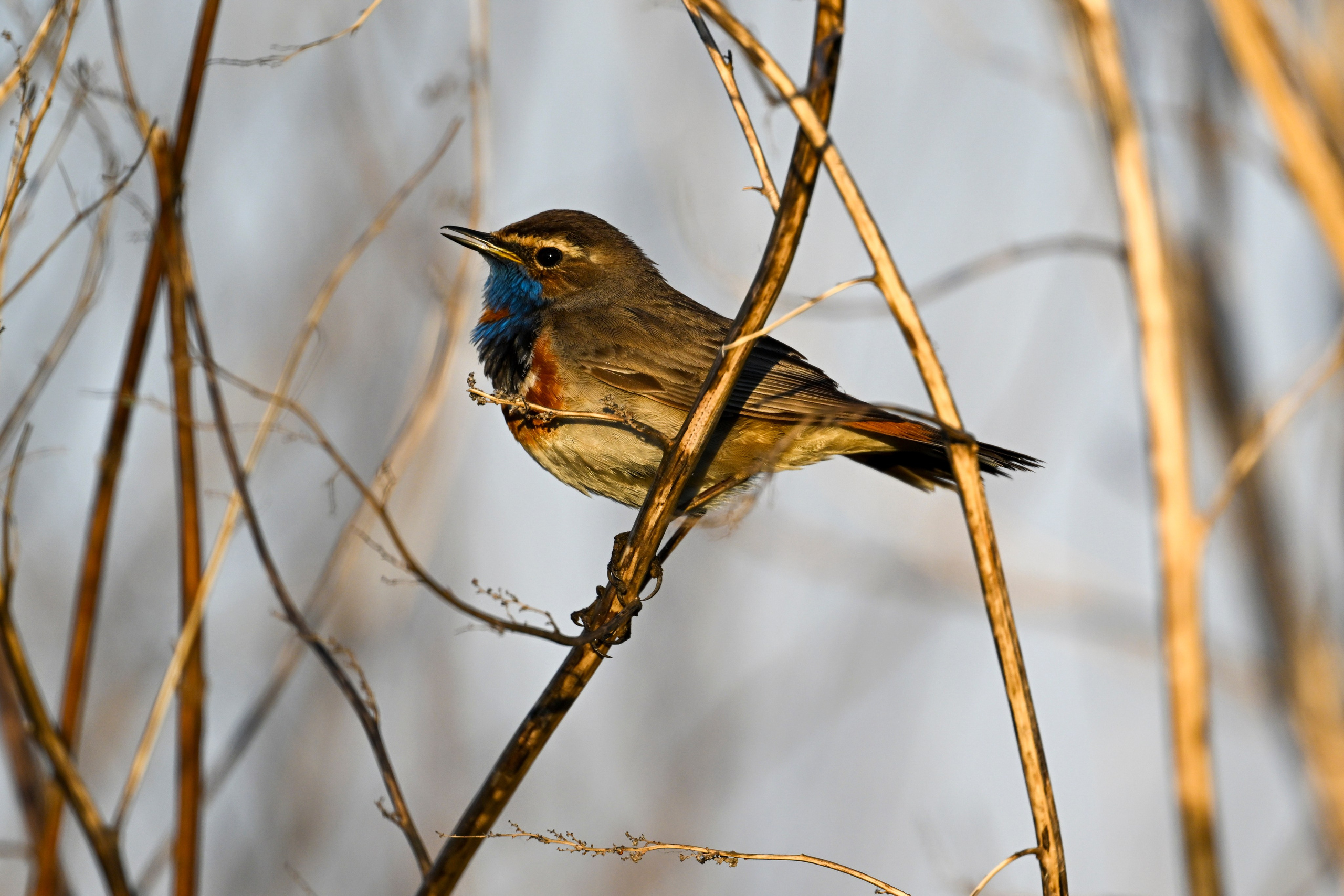 Свистунки и трескунки. Wildlife photography by Sergey Puponin