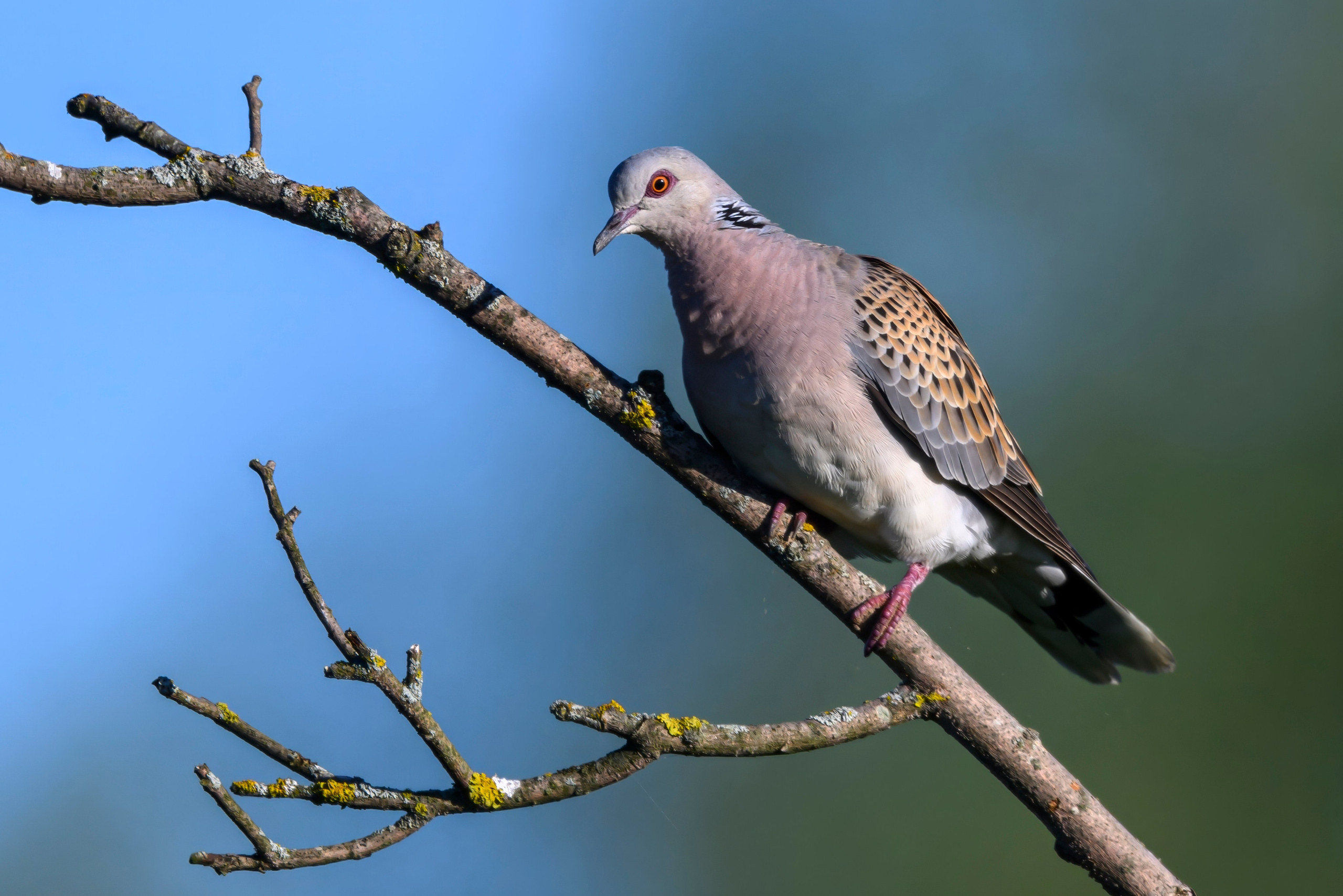 Совы и заяц. Wildlife photography by Sergey Puponin