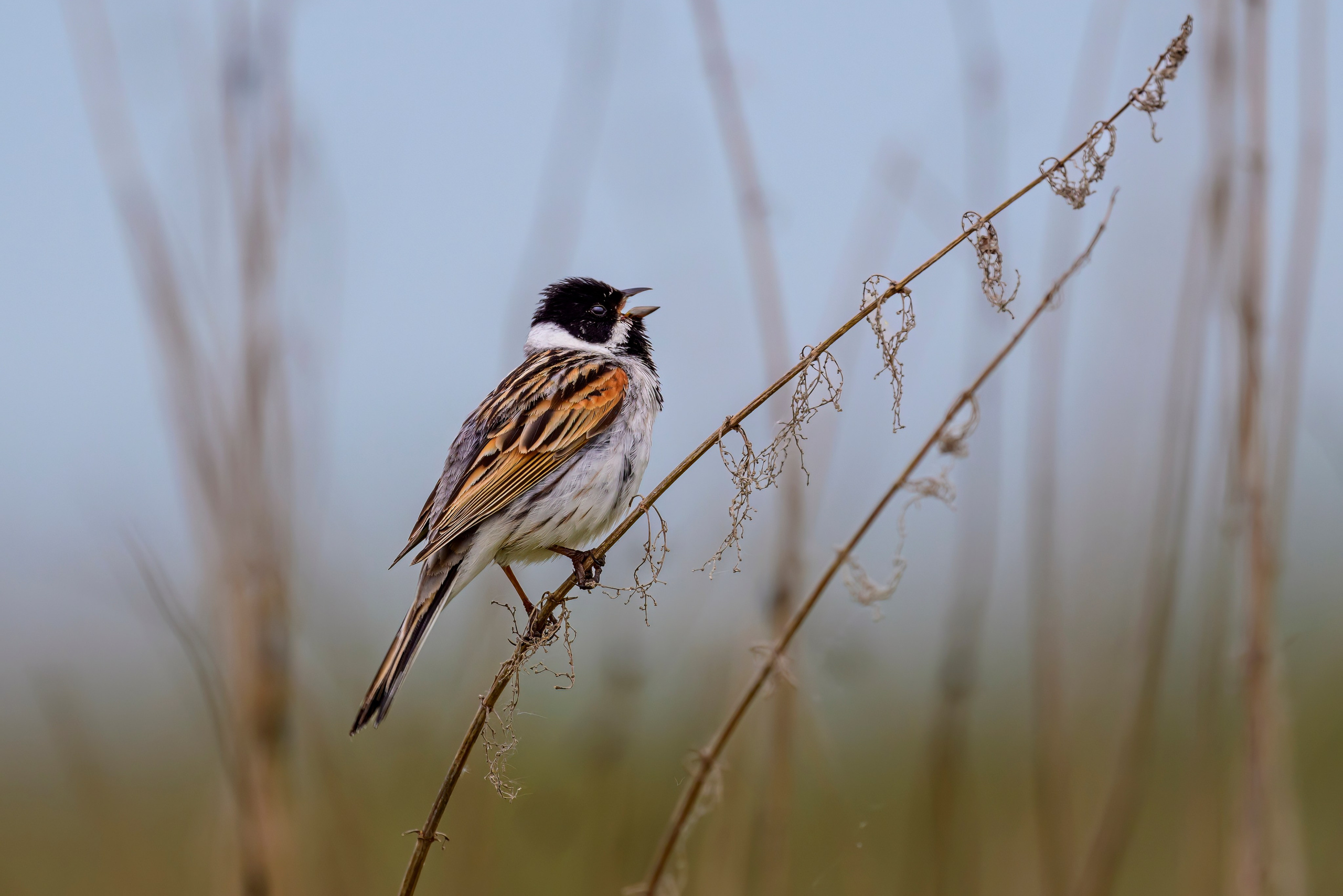 Лунь атакует сову. Фотограф Сергей Пупонин