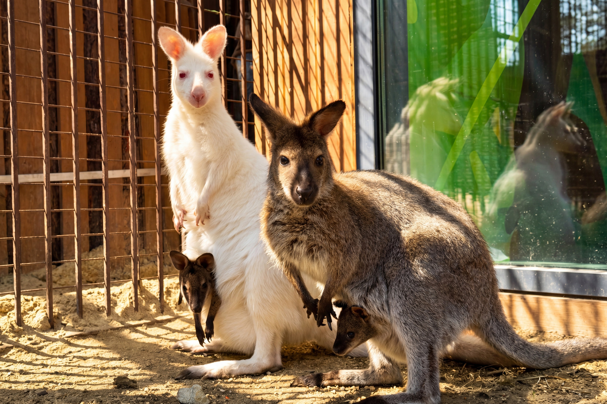 НАШИ МАЛЫШИ. Lesnaya bratva