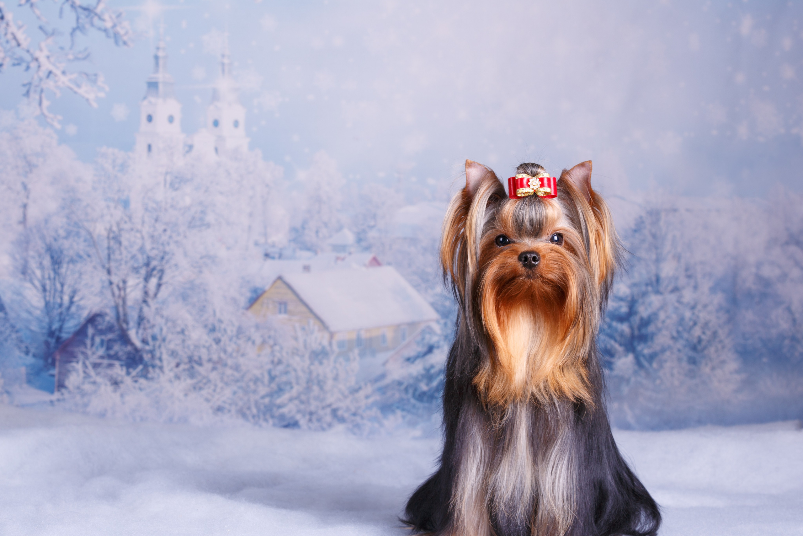 Фоны. Фотограф-анималист Natalia Deingel | Фотосъемка собак в Москве