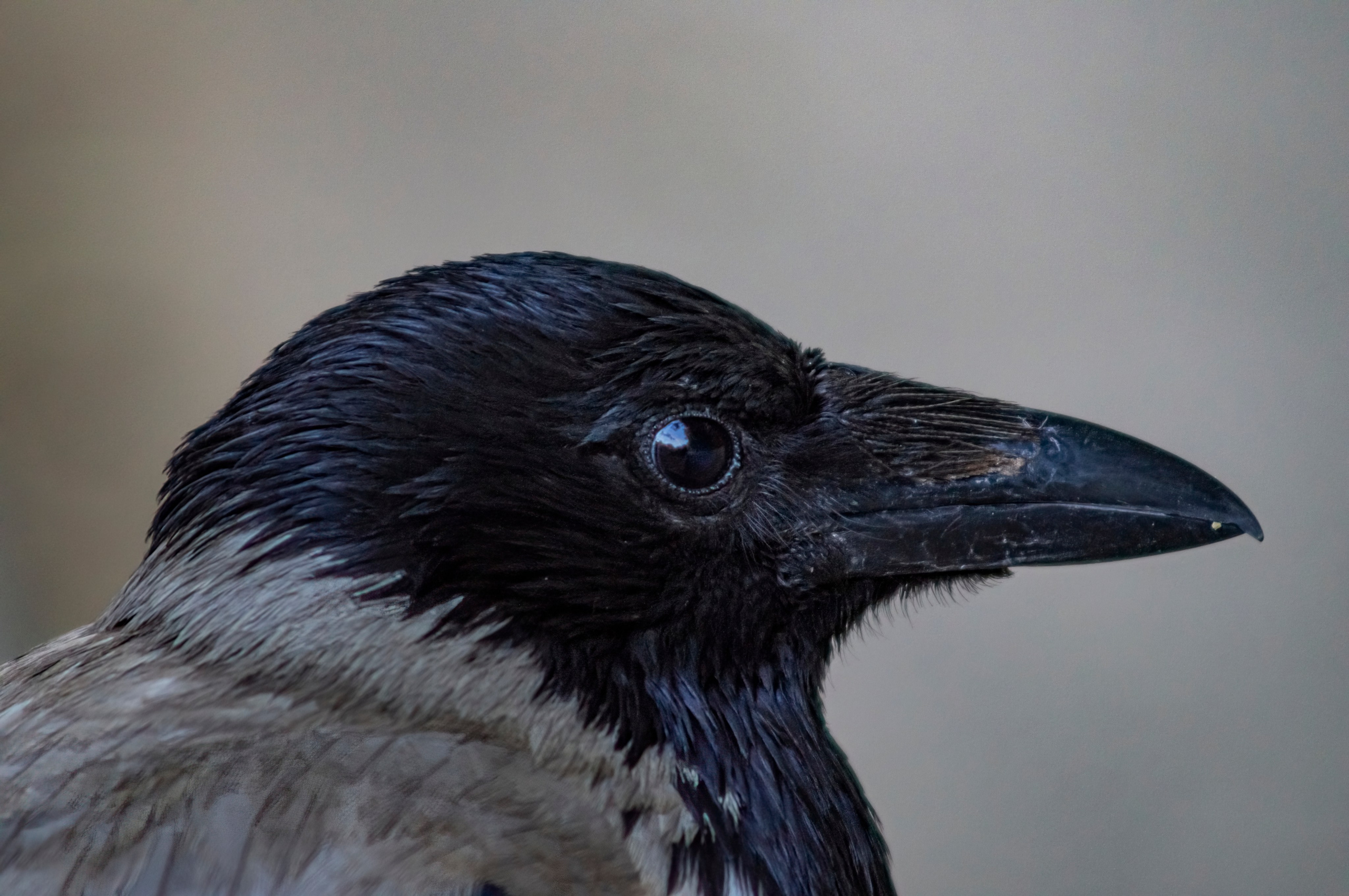 Ворона. Донеал Скнарь — концертный фотограф