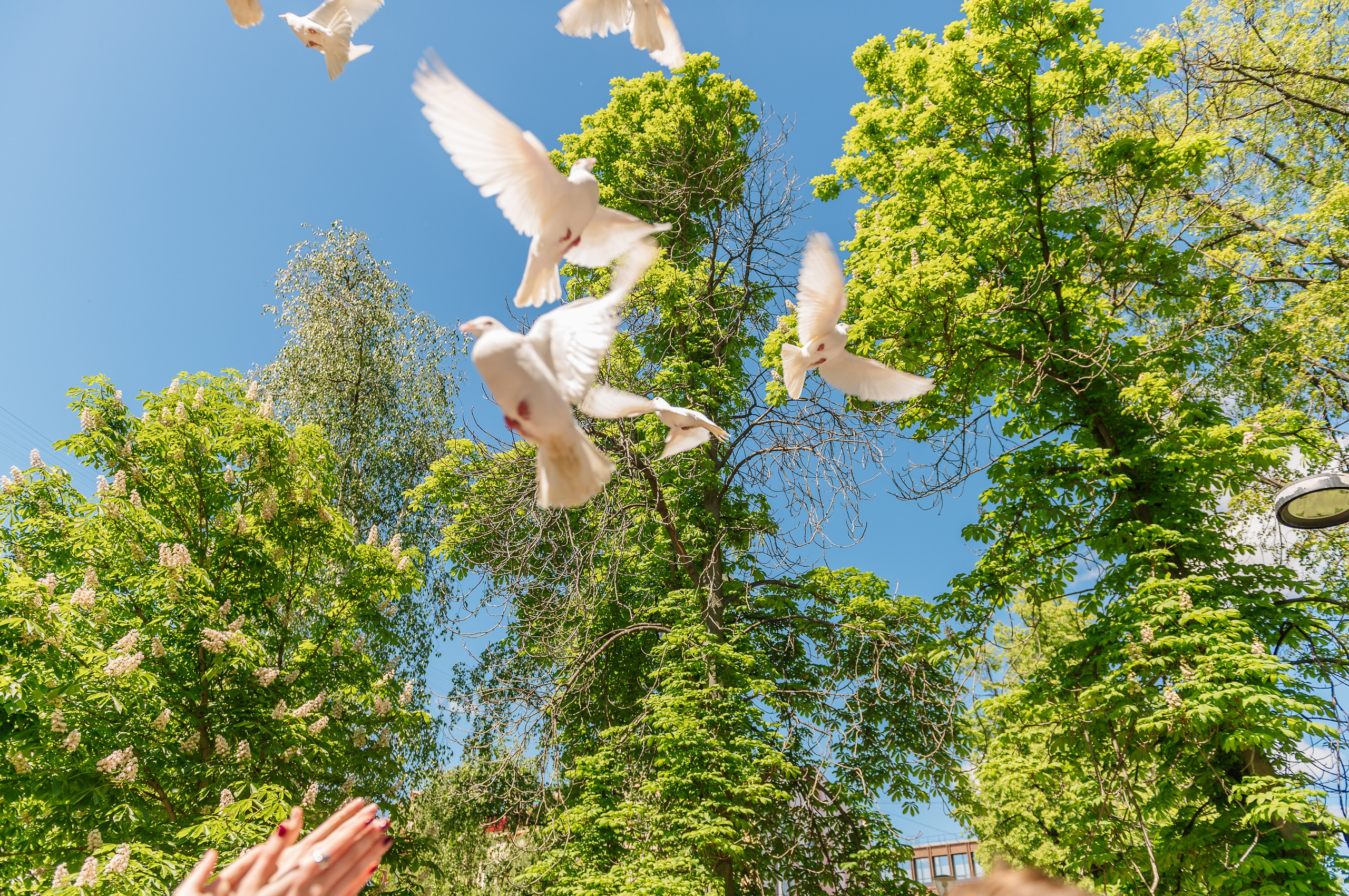 Фотограф на школьный выпускной