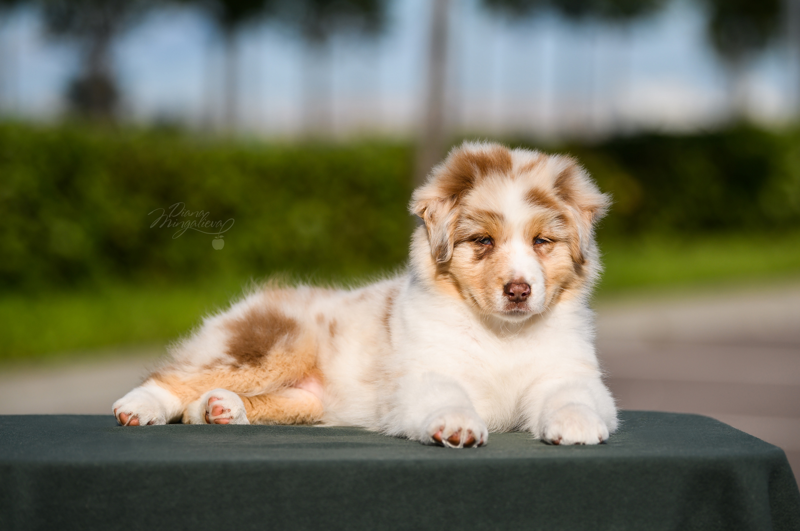 ПОМЕТ Е. Питомник австралийских овчарок «APPLEDORE»