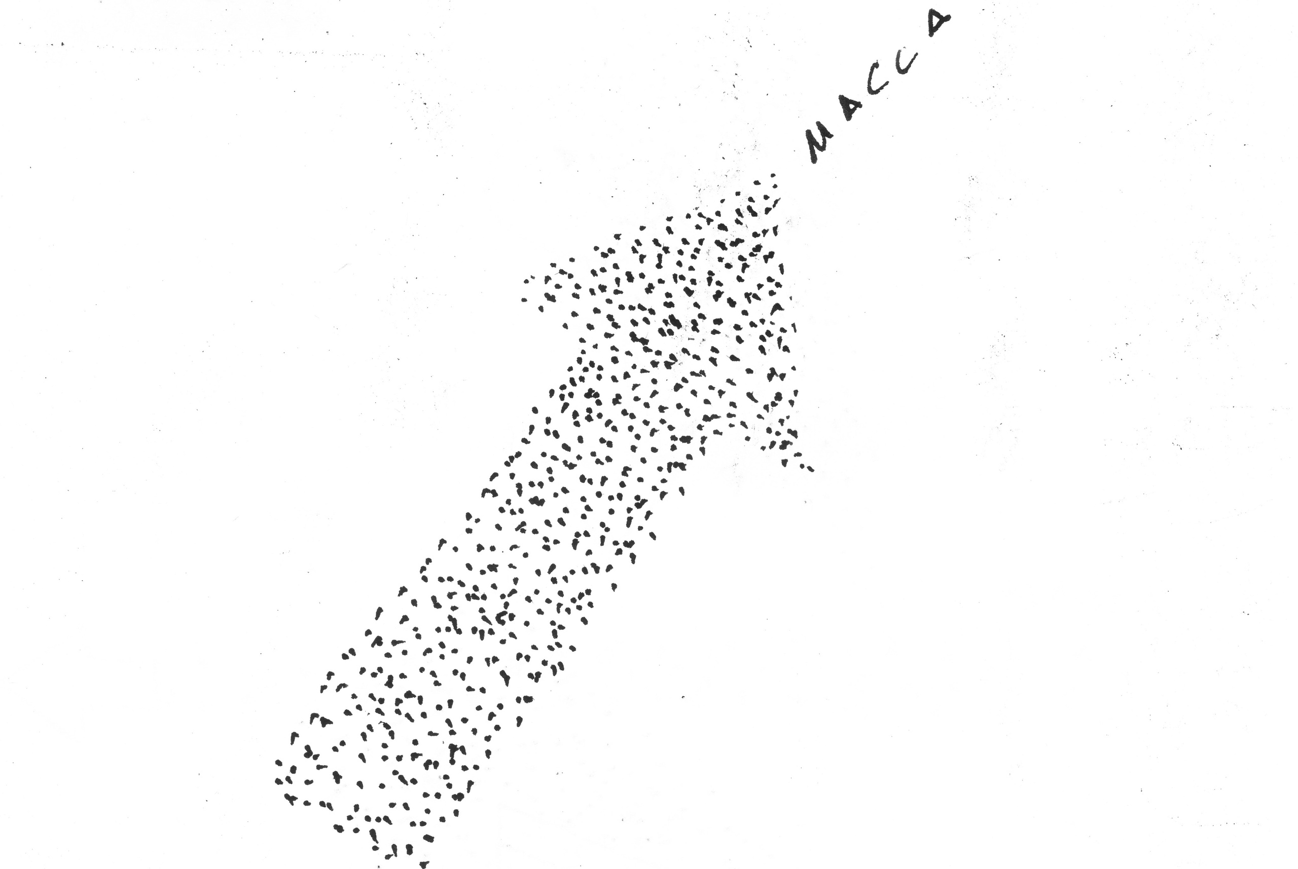 Кристина Разумова — О муравьях и улитке (пустая раковина, в которой утонули муравьи в капле морской воды)