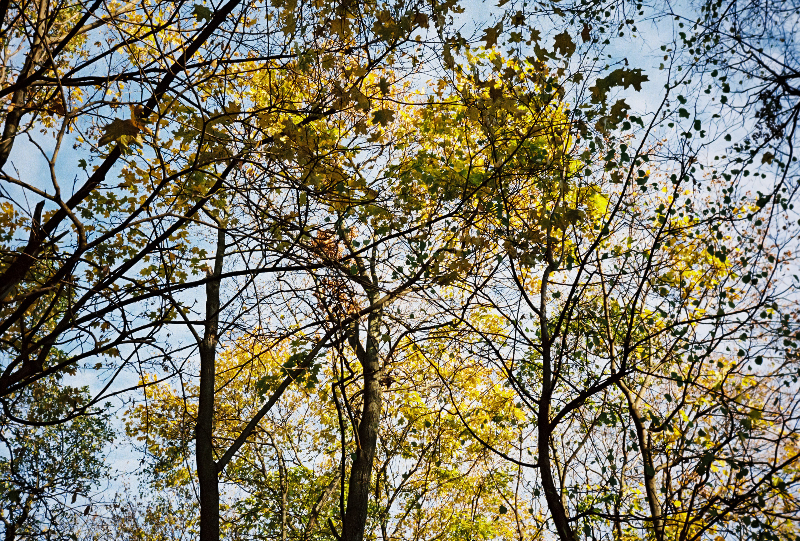 Жёлтая осенняя листва в парке Усадьба Трубецких
