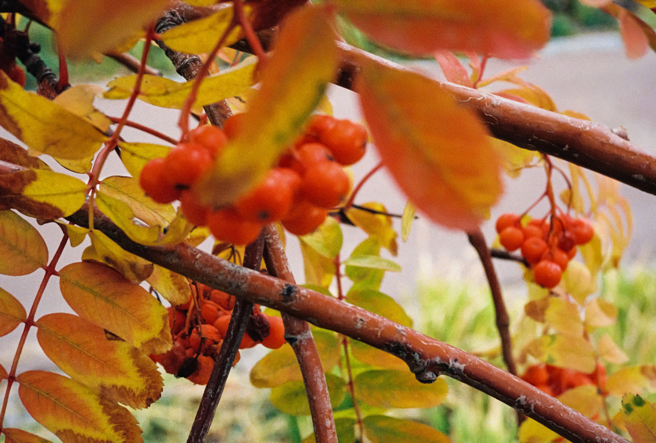 Осенние жёлто-красные листья