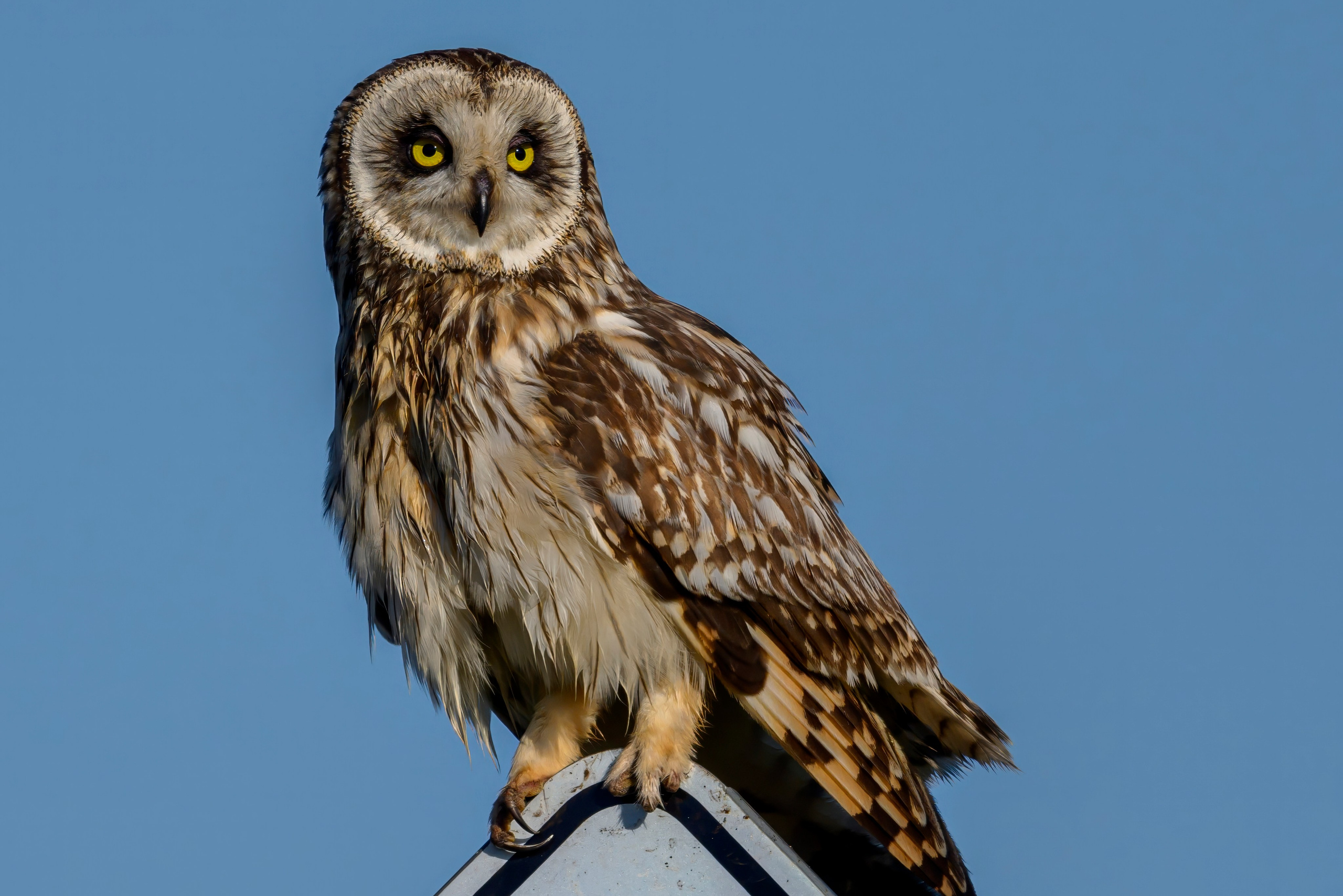 Охота совы. Фотограф Сергей Пупонин