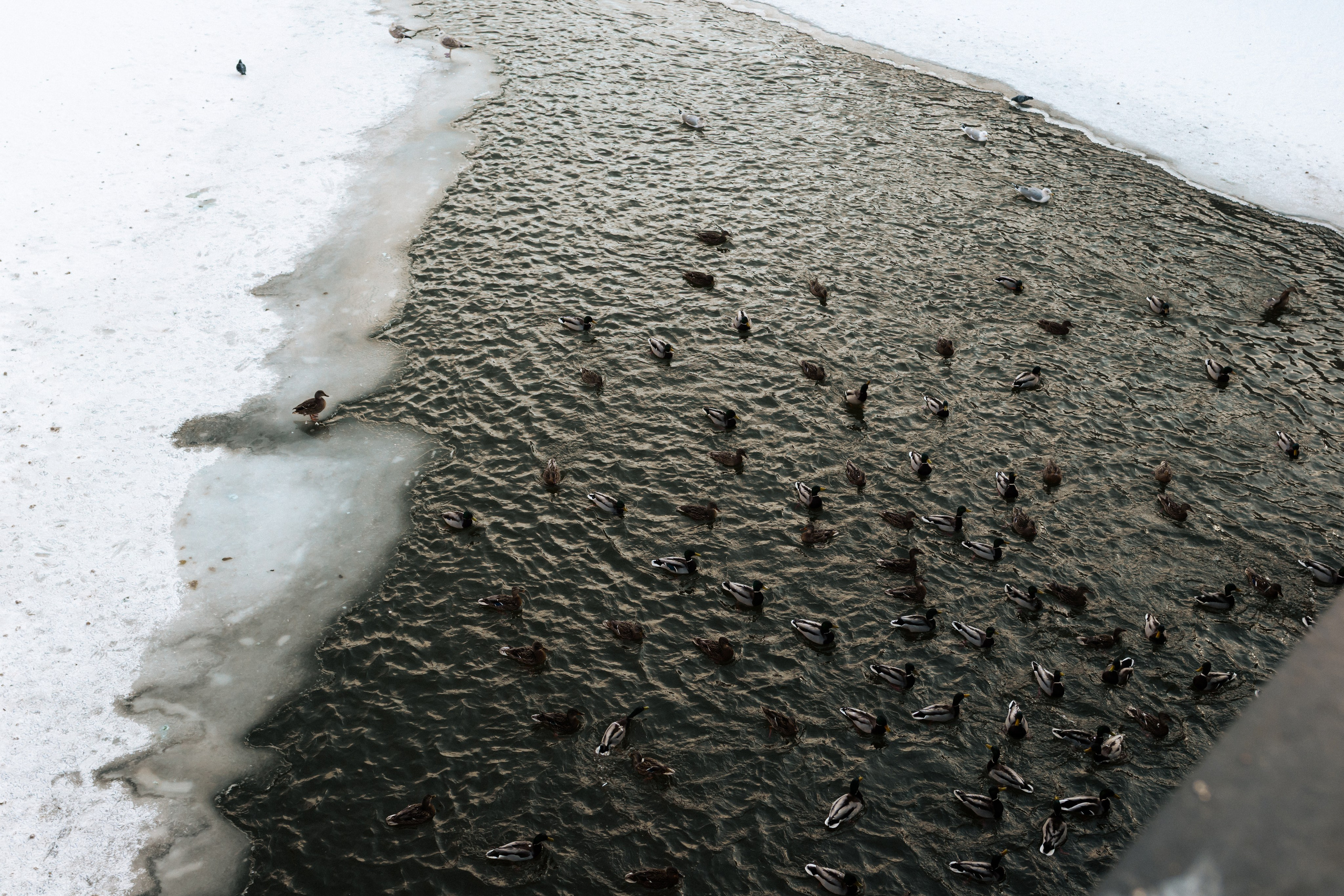 Фотограф Николай Шевченко