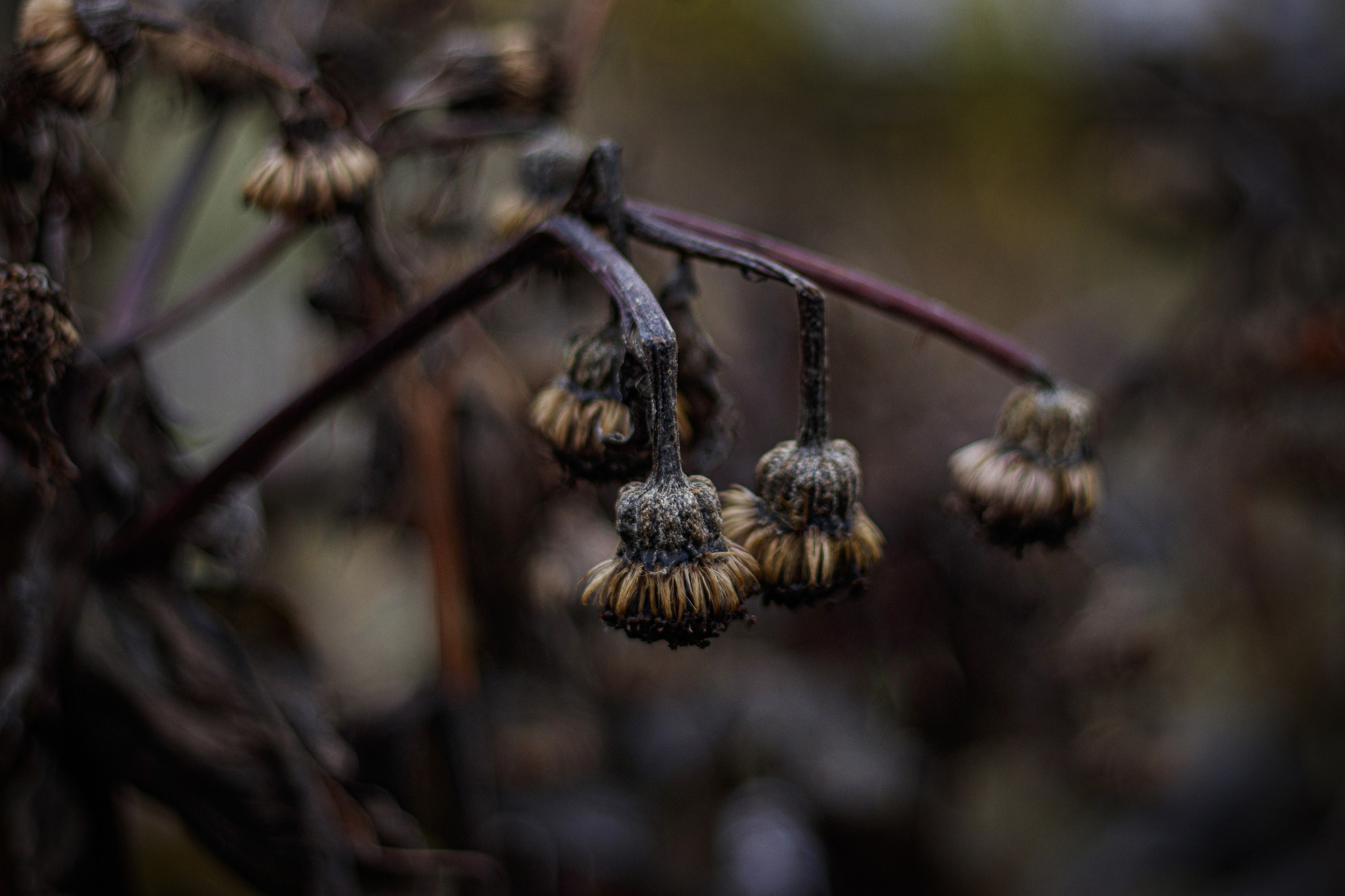 Art Series – Creative Fine Art Photography Collections