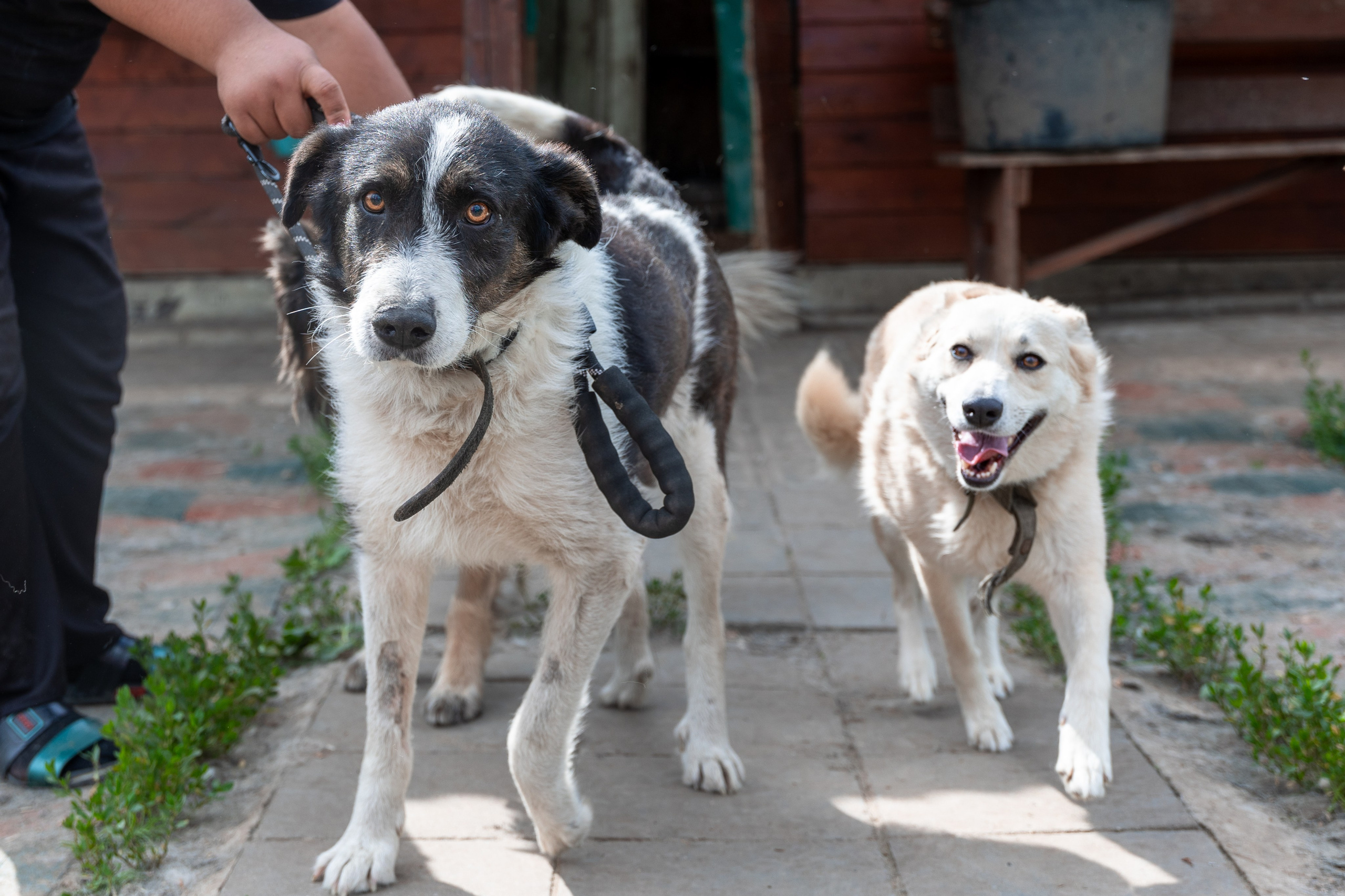 Priyut-gostinica. Professional photographer Alexey Nikitin in Moscow