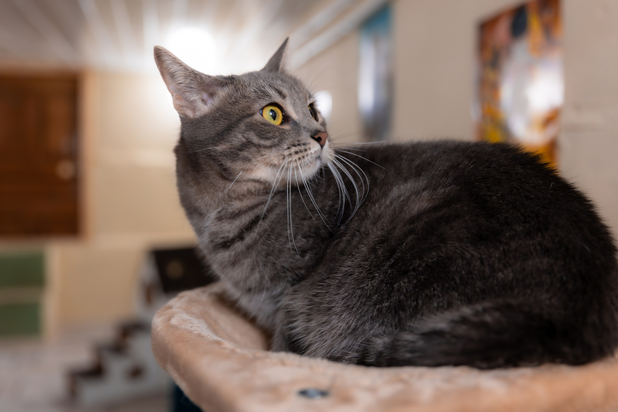 Priyut-gostinica. Professional photographer Alexey Nikitin in Moscow