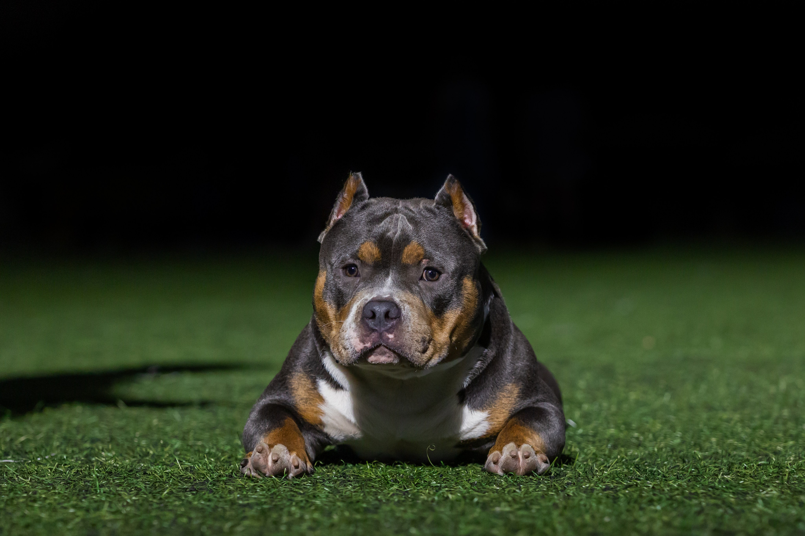 Фотограф собак, фотограф анималист, фотограф Екатеринбург, фотосессия собаки, фото собаки, экстерьерная сьемка собаки, фотограф анималист Екатеринбург