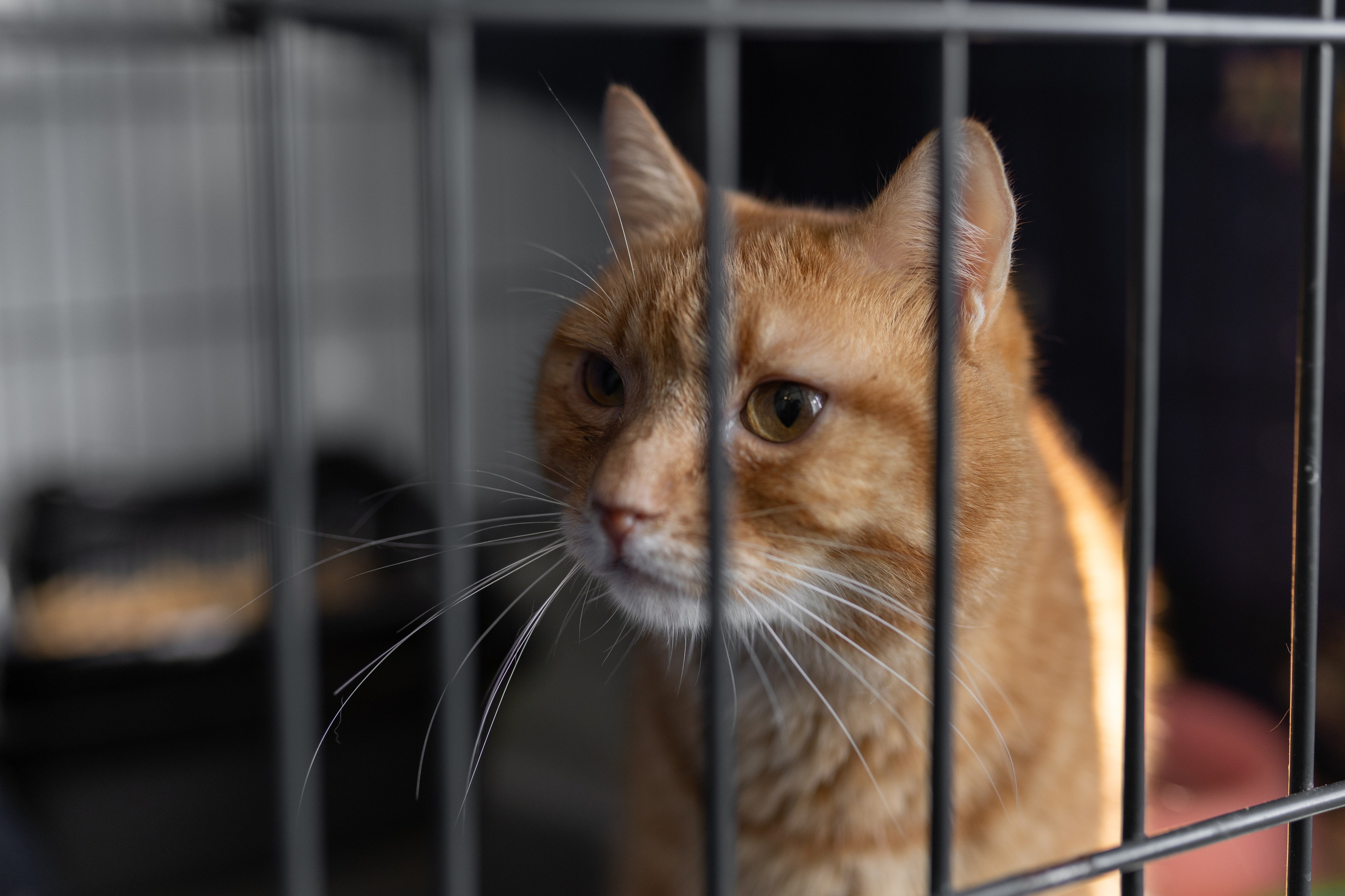 Волонтерская деятельность. Фотографирую для приютов бесплатно