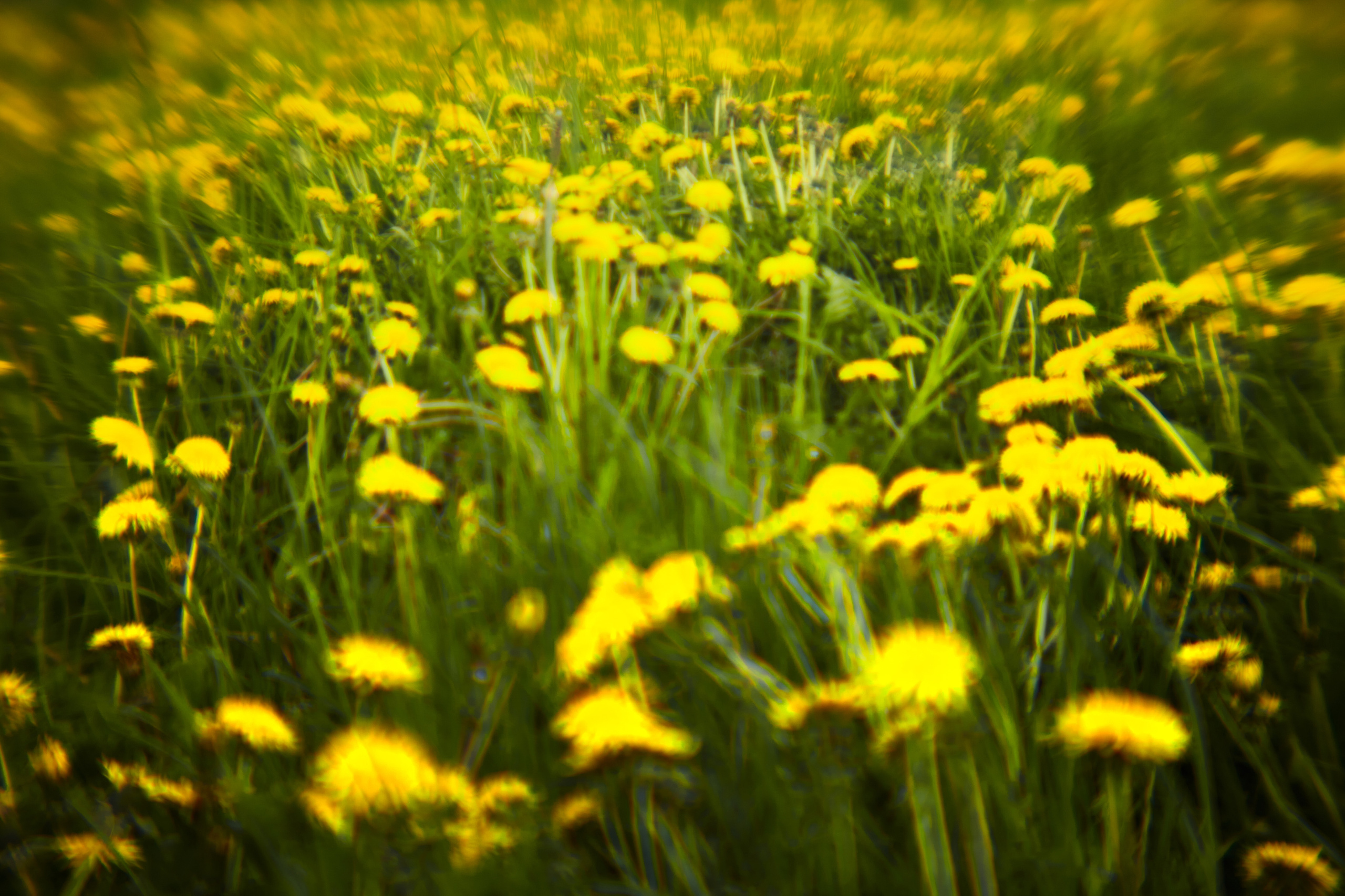 София в Сашино. Одежда из Санкт-Петербурга СИНИОКО