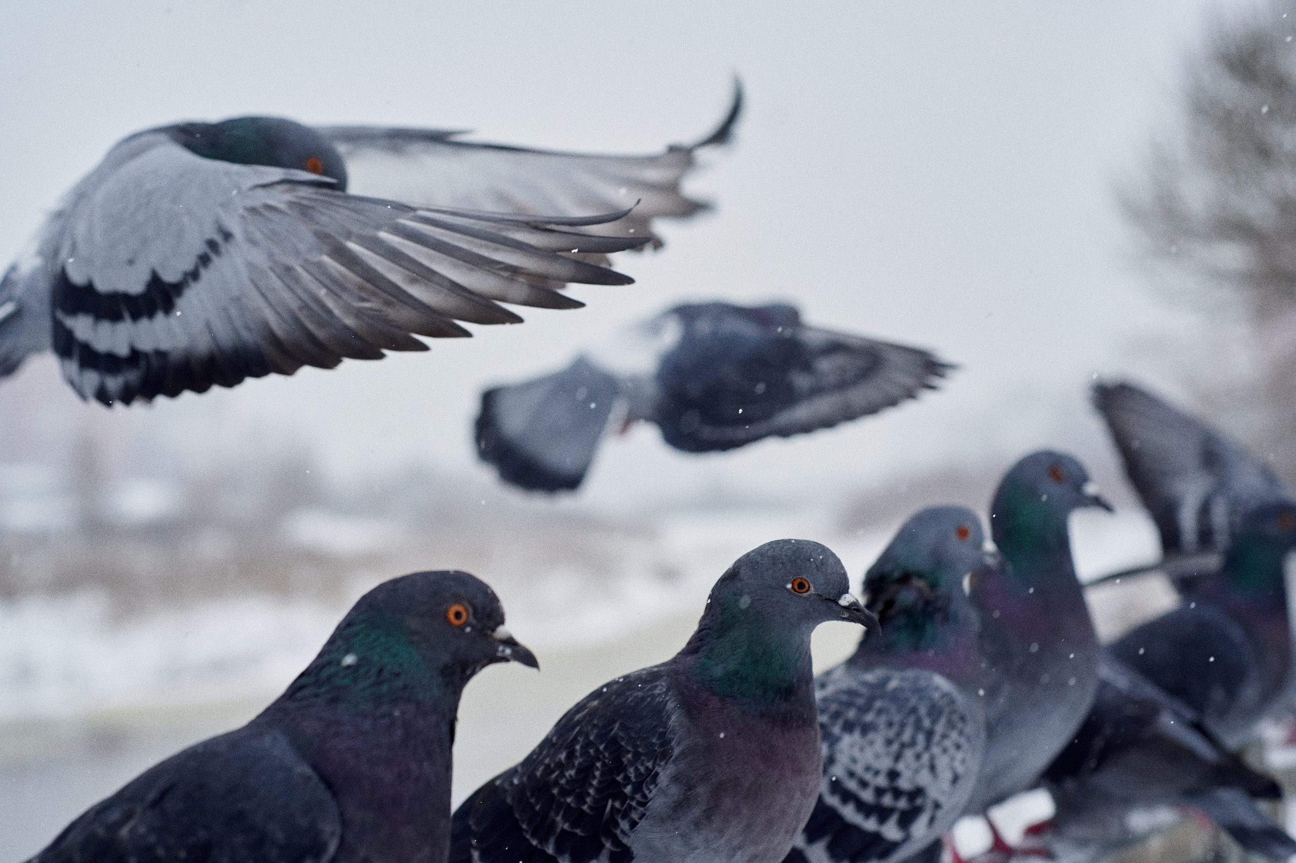Candid photo of a dog. Unposed street photo of a dog outdoors in winter conditions.