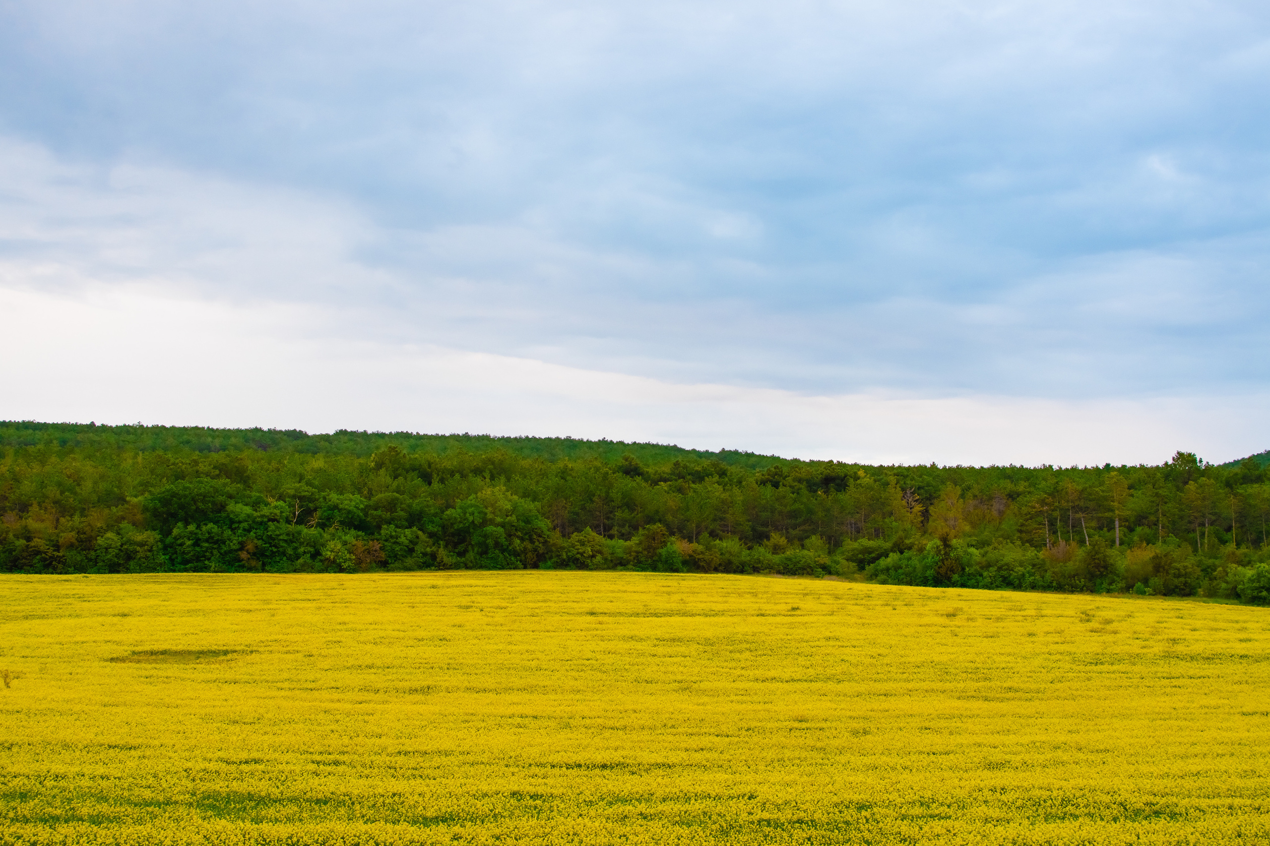 фотосесссия в рапсе Севастополь , фотосессия в рапсовом поле Севастополь, фотосессия в желтых цветах, фотосессия в желтом поле, фотограф Севастополь, фотограф Крым, фотограф в Севастополе, цветущий рапс Севастополь, Сахарная Головка Севастополь, летняя фотосессия Севастополь