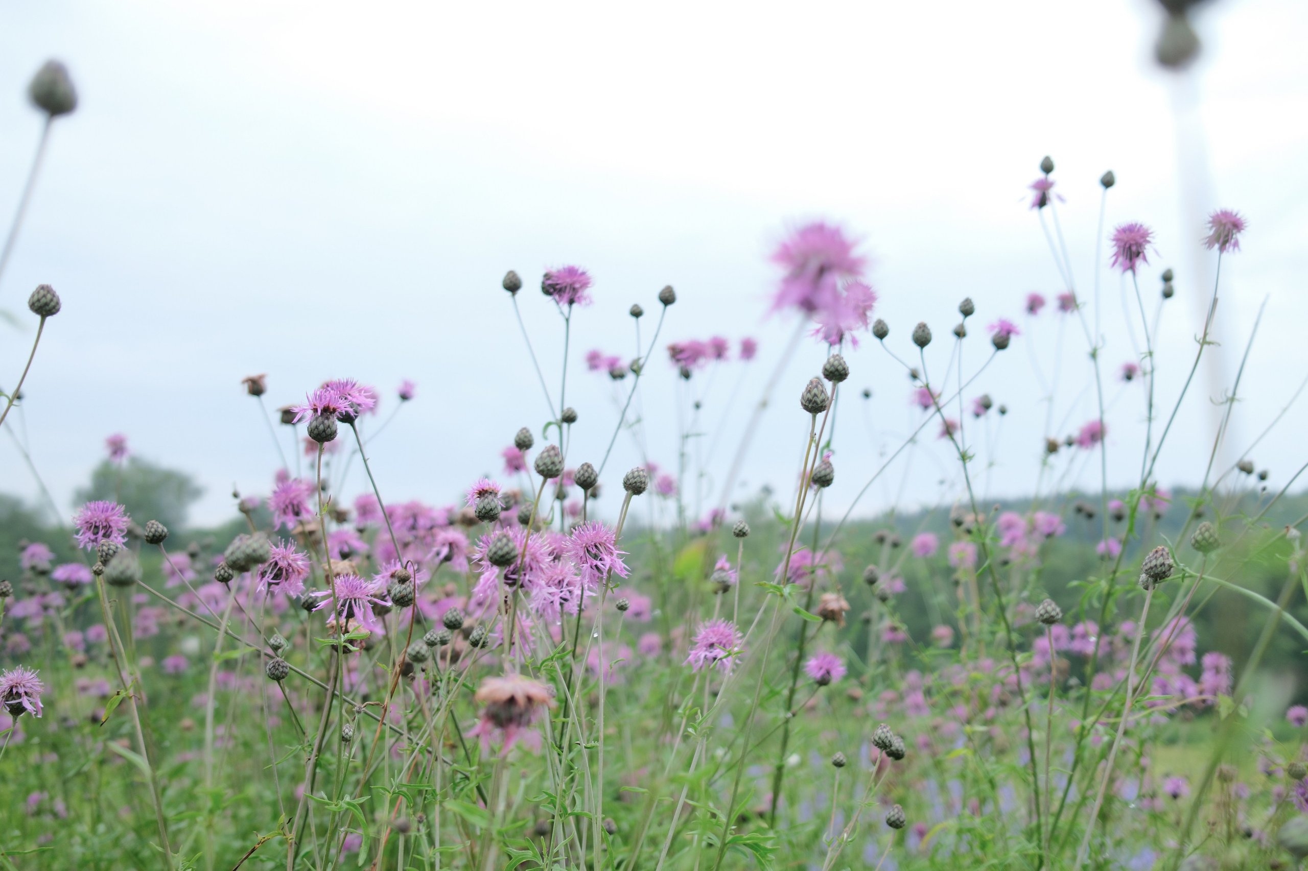 Тяга к прекрасному. Belugin Art