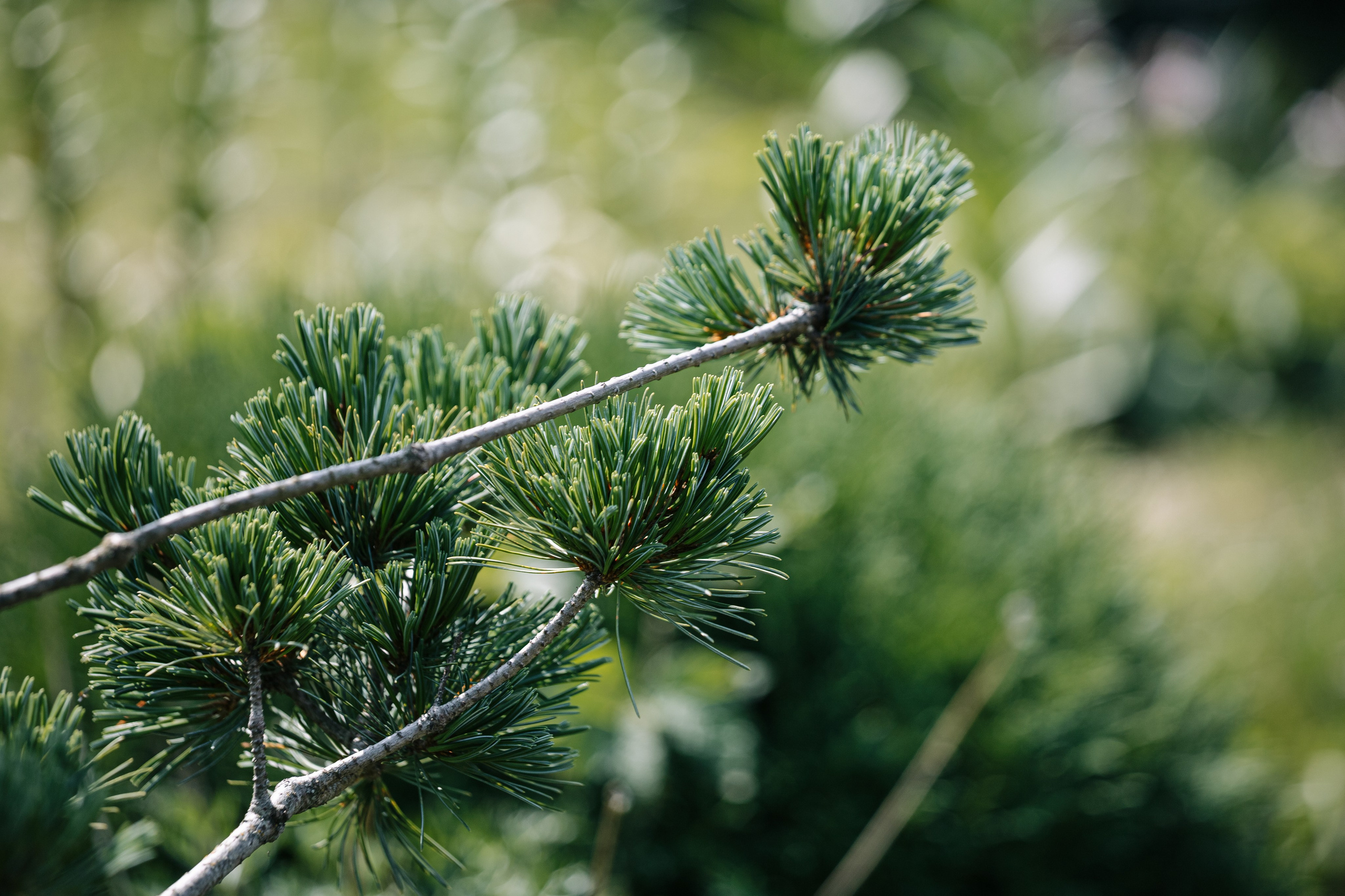 Ландшафтный дизайн. Главная