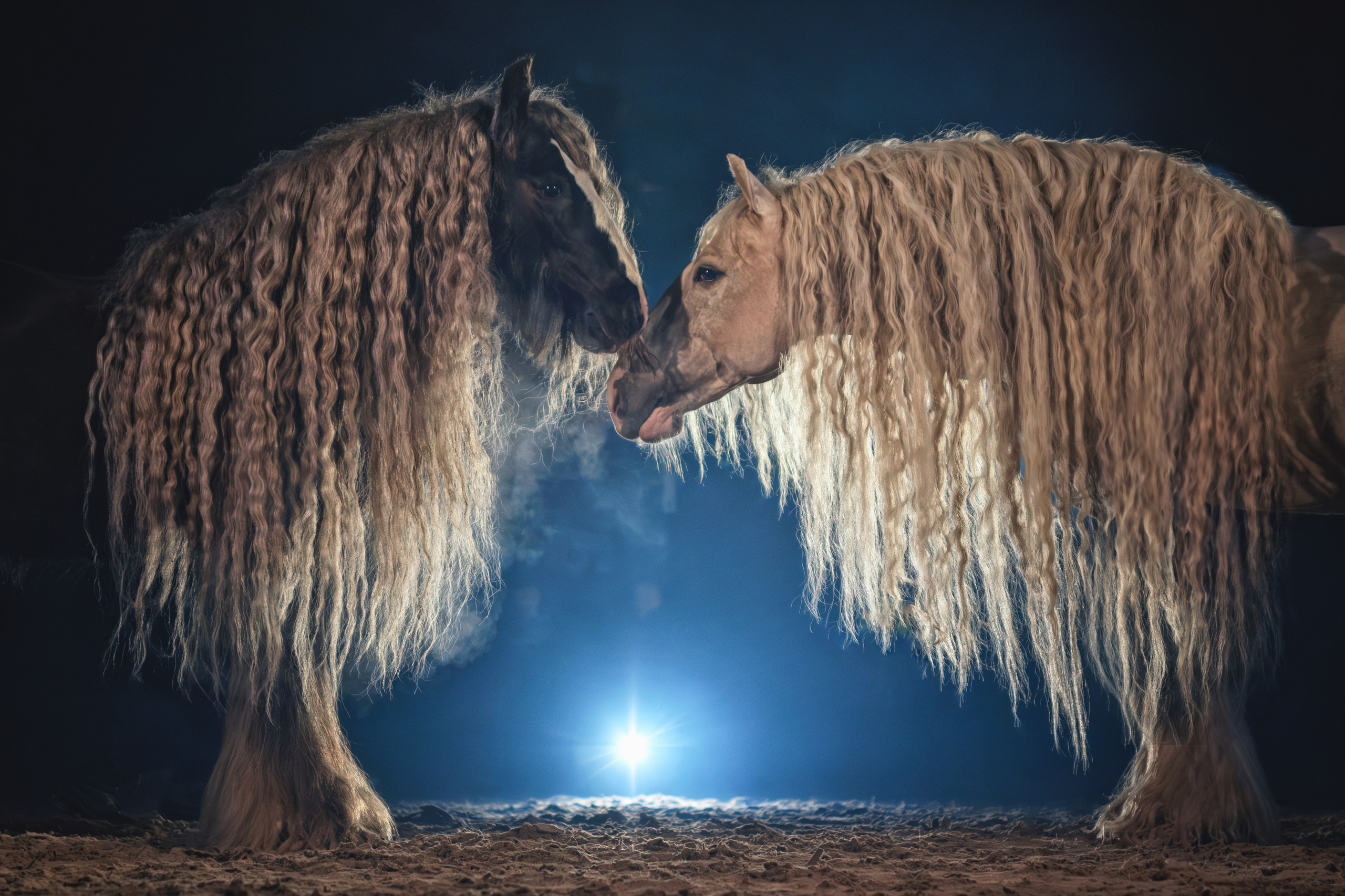 Мои достижения. Фотограф-анималист Юлия Зубкова