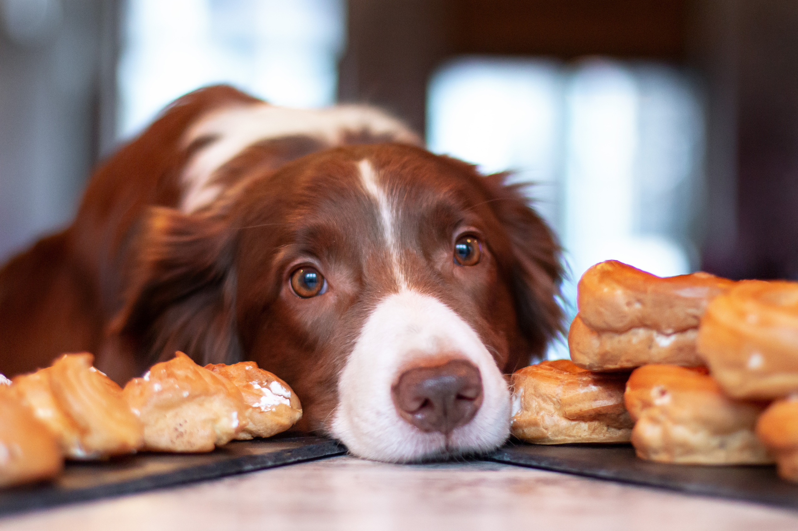Прайс на фотосъемку (фотосессия щенков, экстерьерная съемка, репортаж). Фотограф анималист, семейный фотограф, фотограф собак Комратова Мария. г. Москва