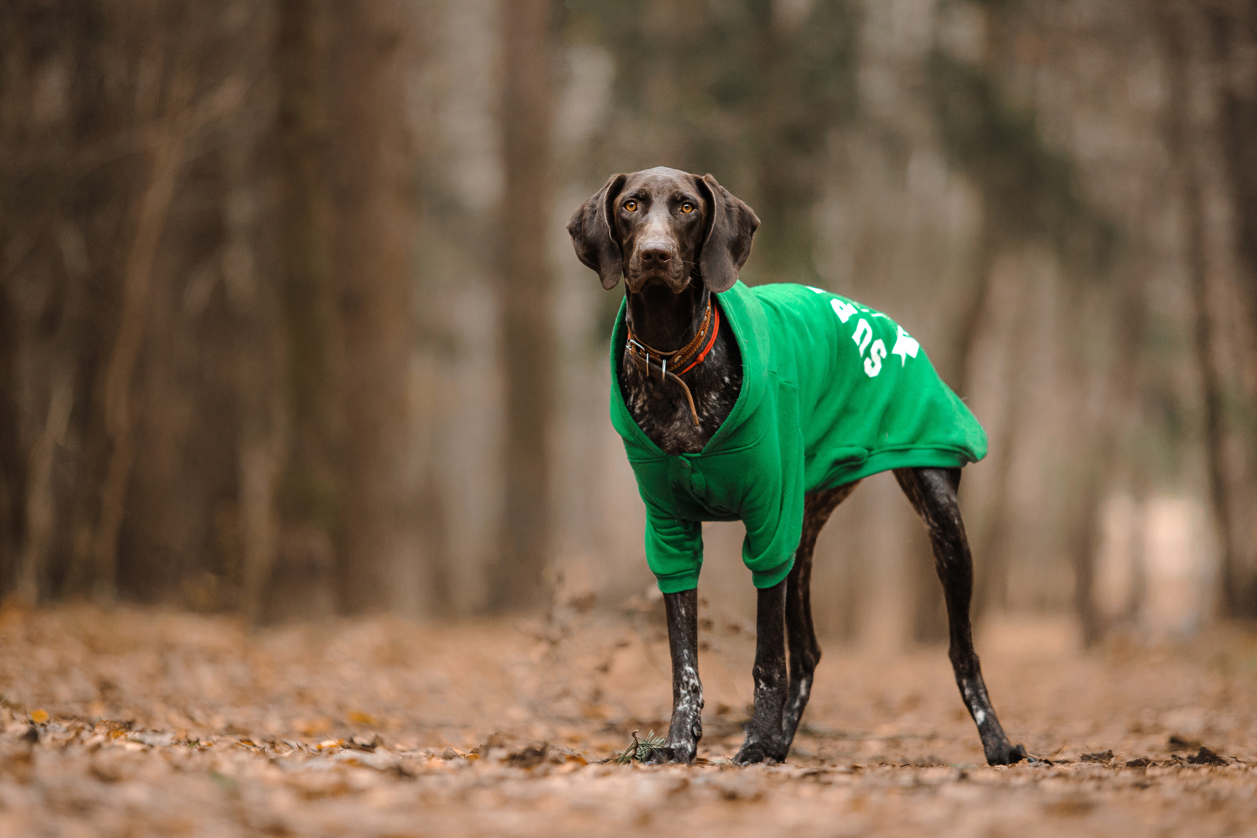 КАК ВЫБРАТЬ ФОТОАППАРАТ ДЛЯ СЪЕМКИ ЖИВОТНЫХ?