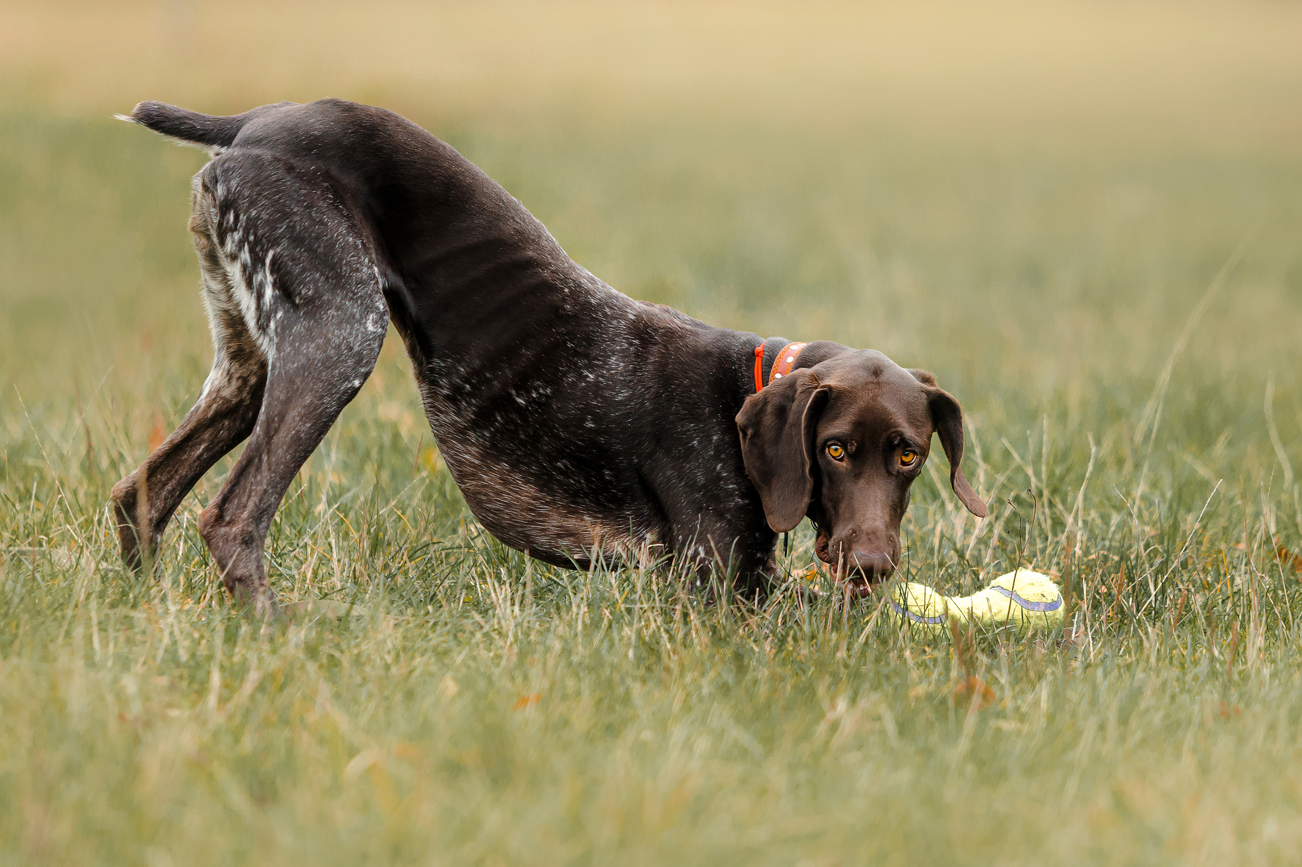 КАК ВЫБРАТЬ ФОТОАППАРАТ ДЛЯ СЪЕМКИ ЖИВОТНЫХ?