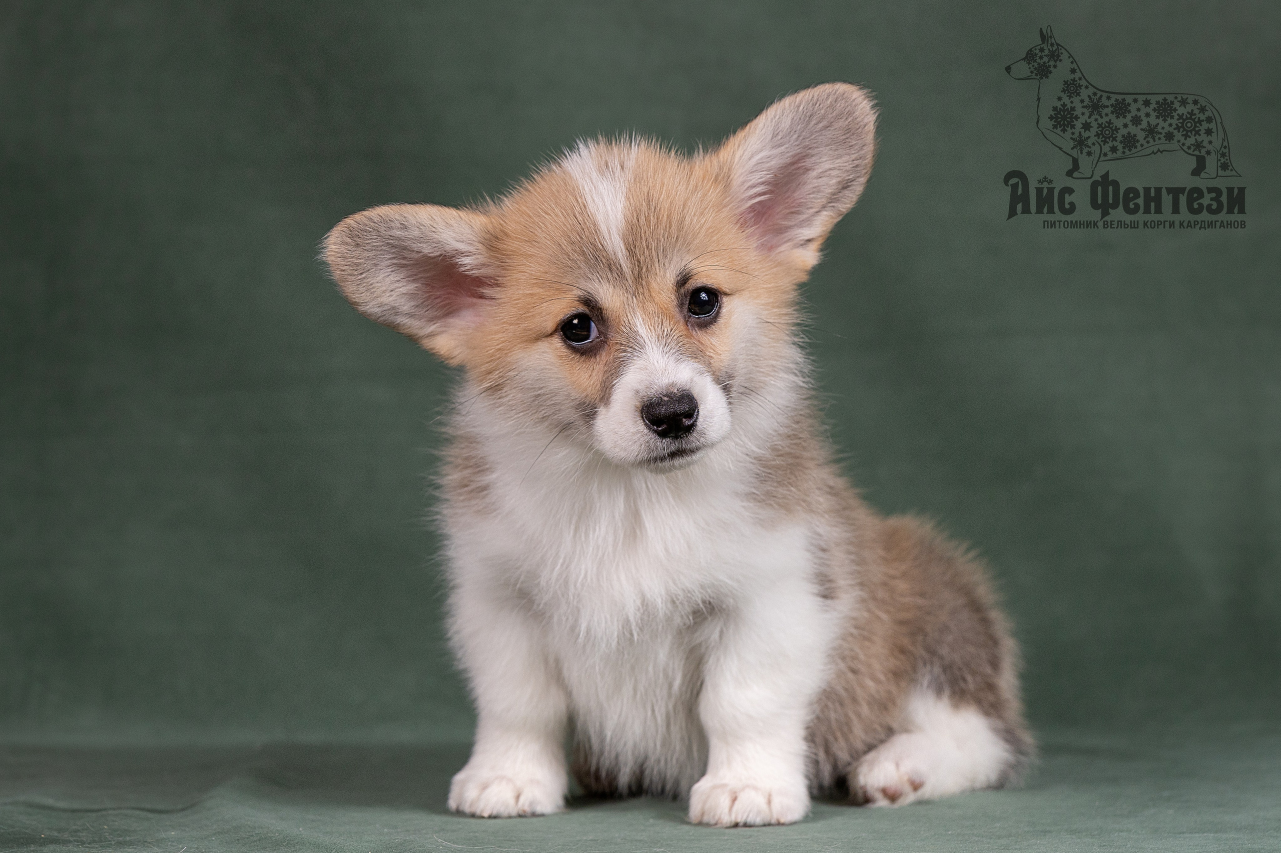 Купить щенка вельш корги кардиган из питомника Ice Fantasy. Ice Fantasy kennel: professional breeding of Siberian huskies and wels