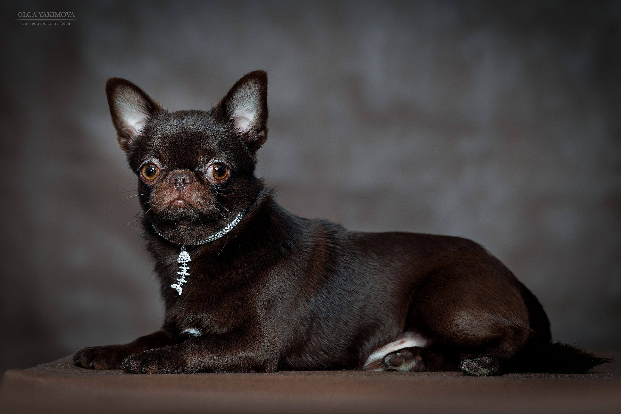 Прайс. Фотограф