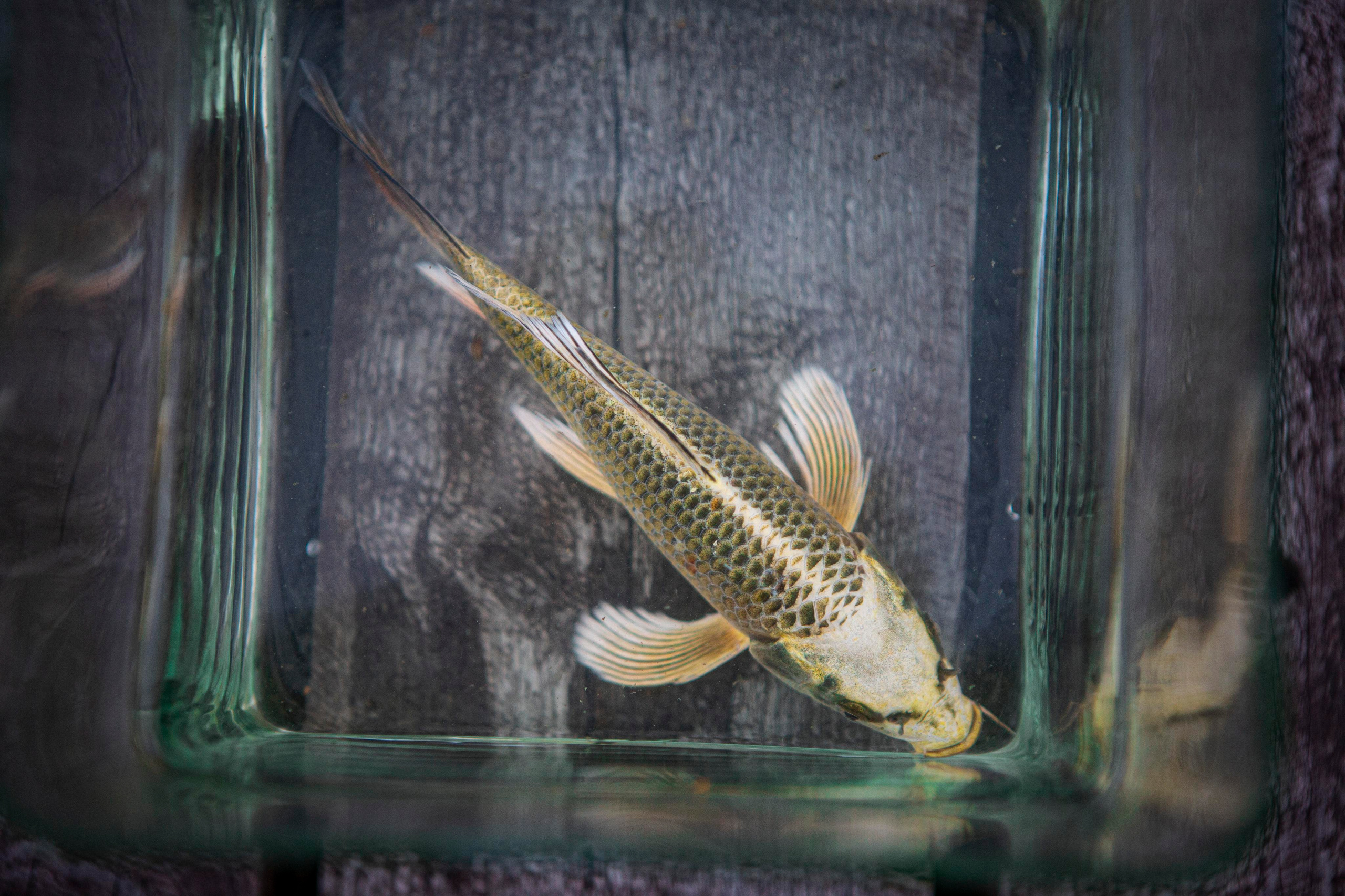 Карпы кои. Москои — декоративные рыбы карпы кои на продажу Москва, Дмитров, Курск