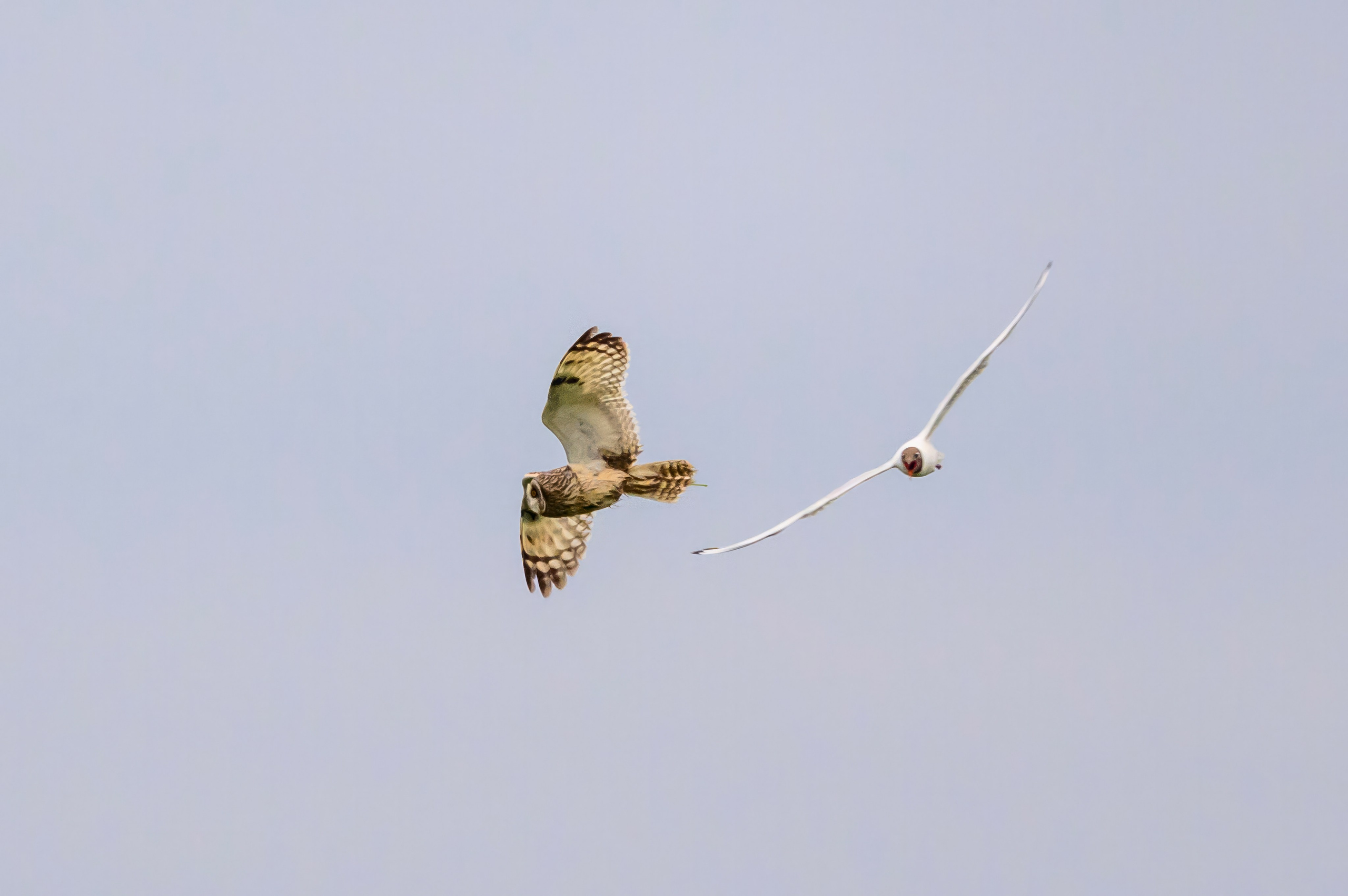 Охота совы. Wildlife photography by Sergey Puponin