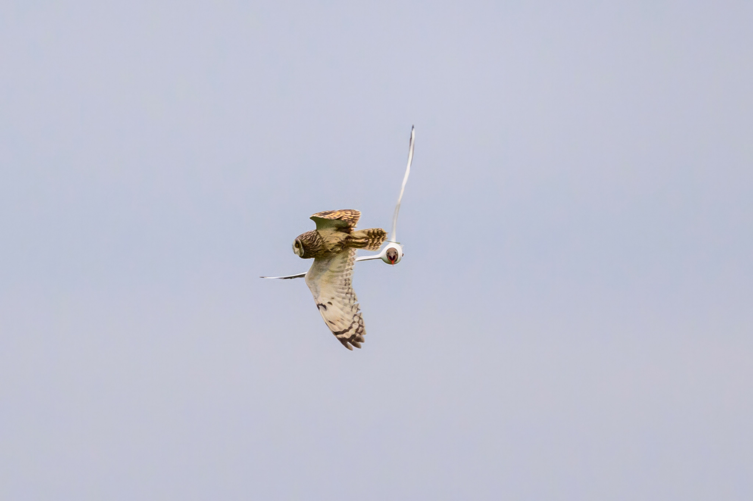 Охота совы. Wildlife photography by Sergey Puponin