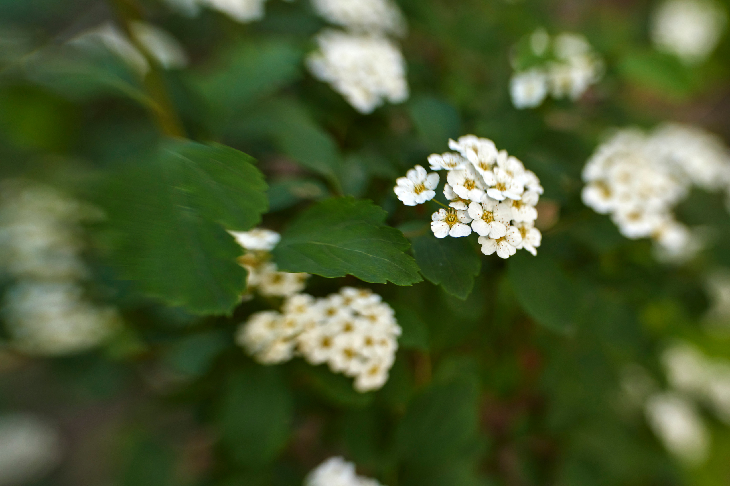 Вечер в Тушино. DOP Aleksey Seleznev