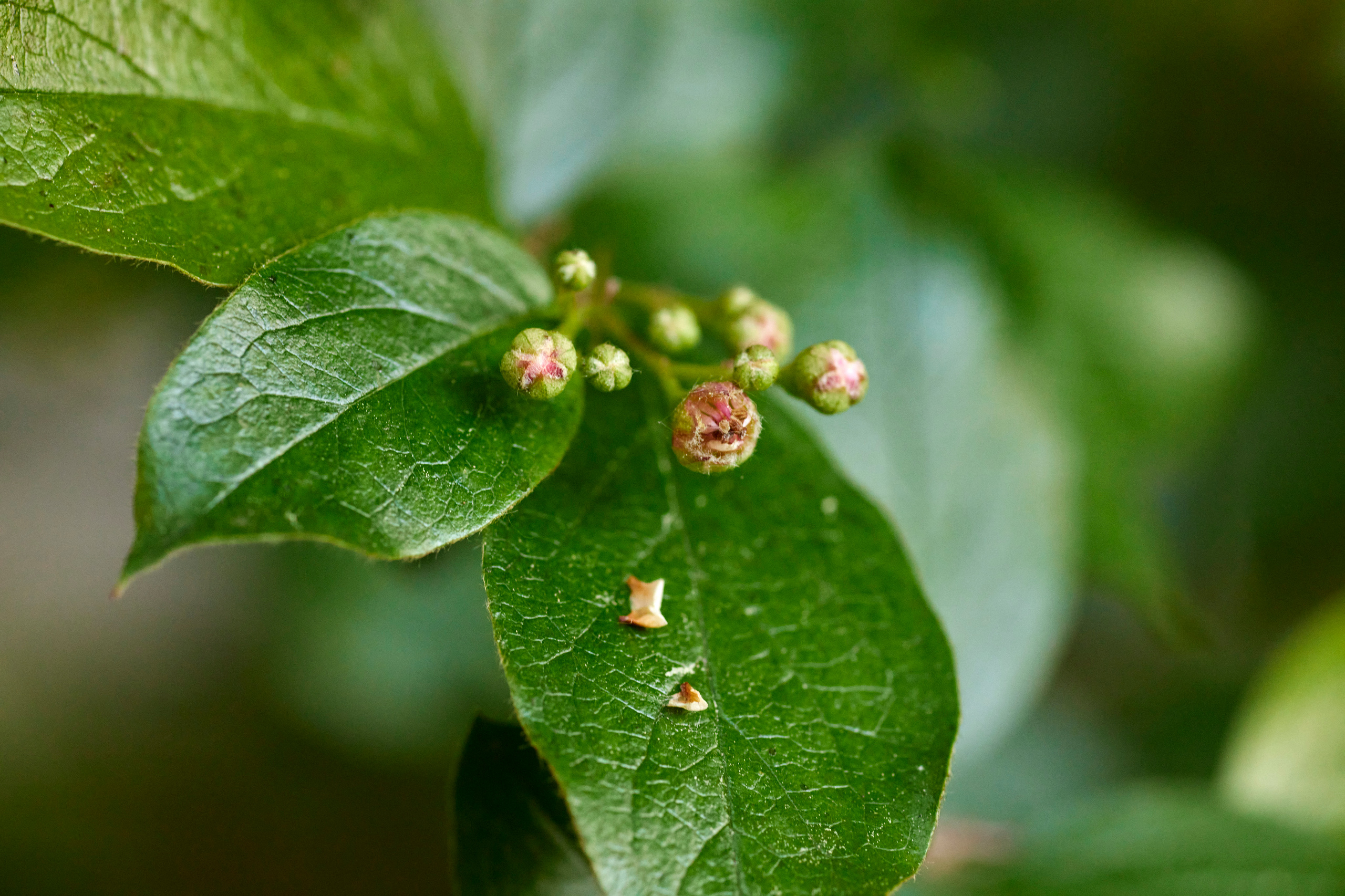 Вечер в Тушино. DOP Aleksey Seleznev